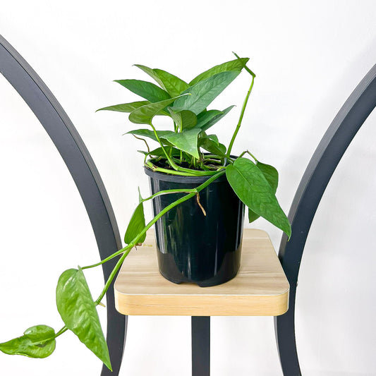 Pothos Cebu Blue | The Plant Boys