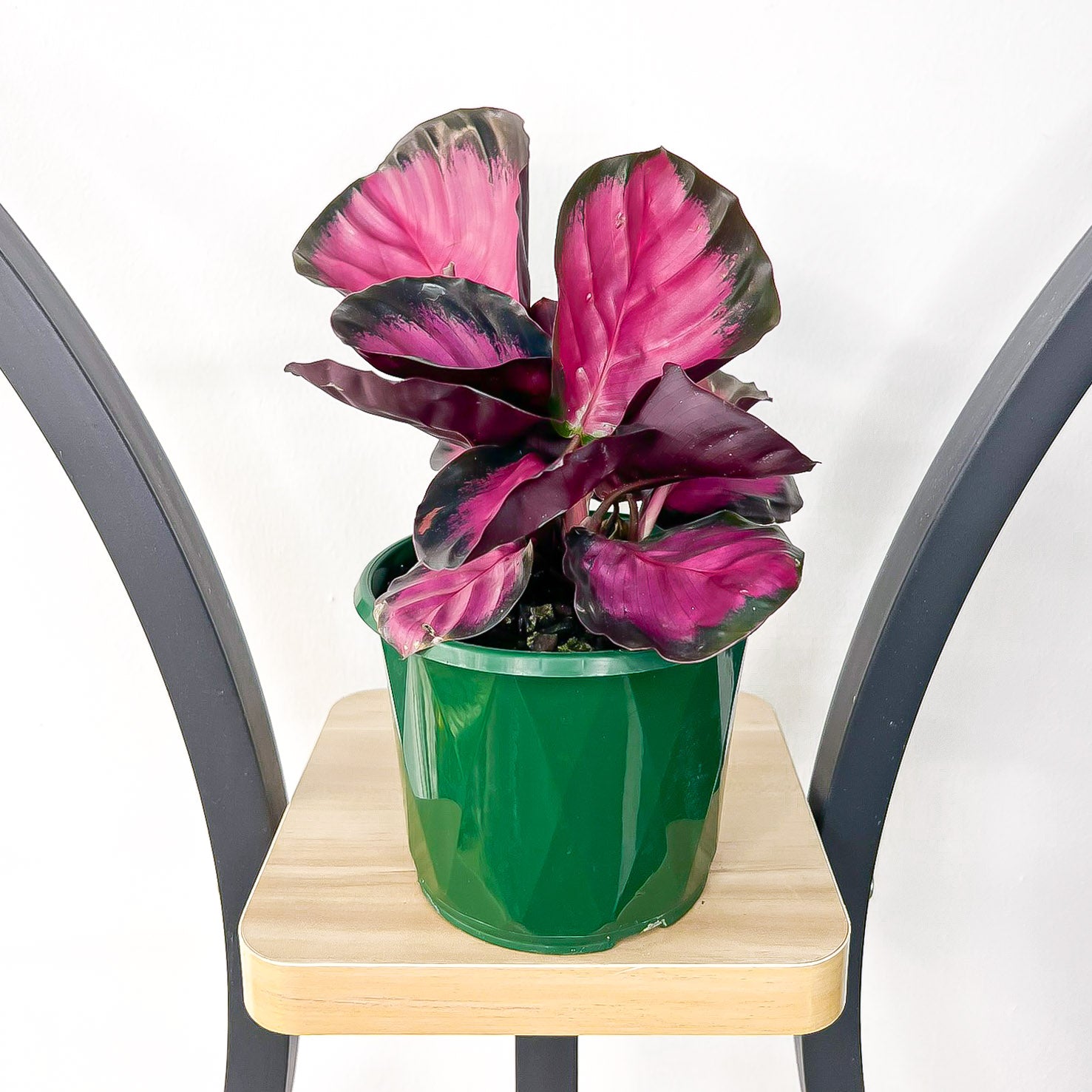 Calathea Rosey | The Plant Boys