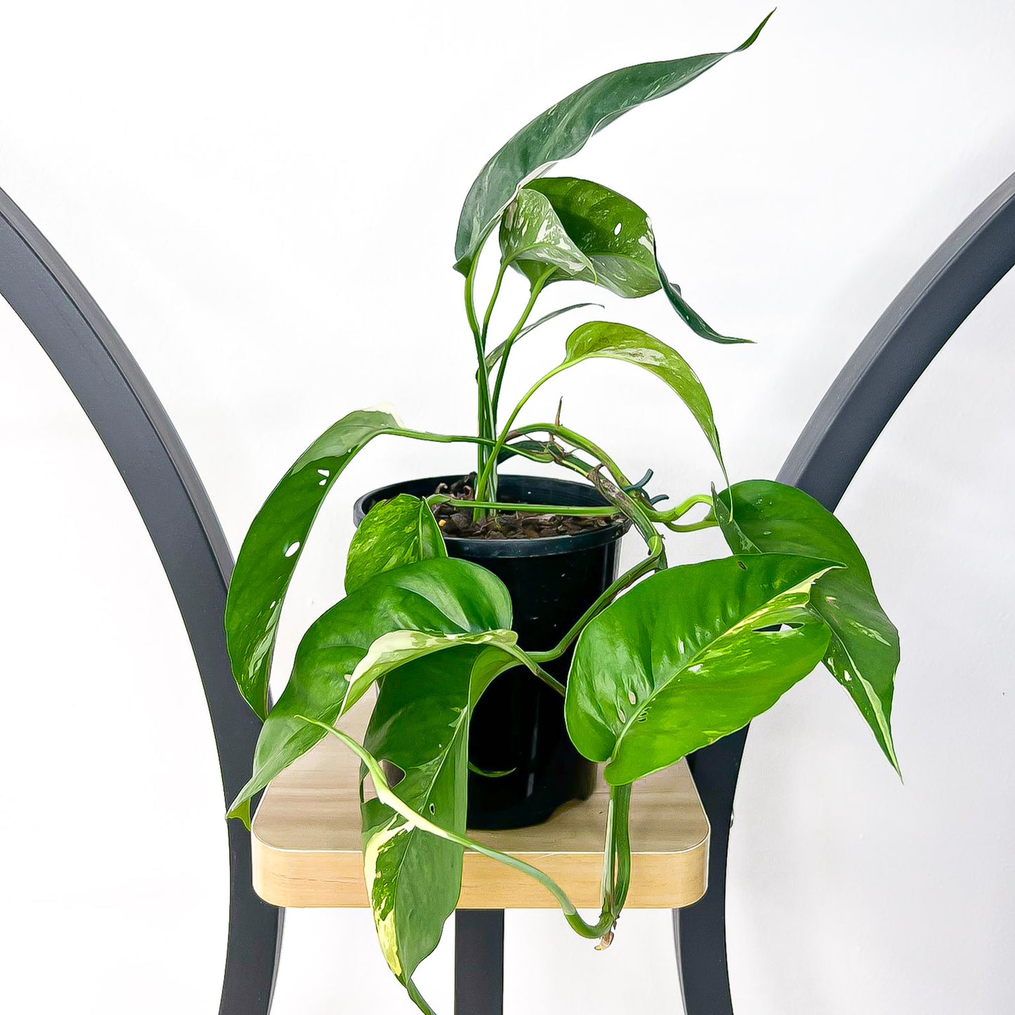 Epipremnum Pinnatum Variegated Dragon Tail Pothos