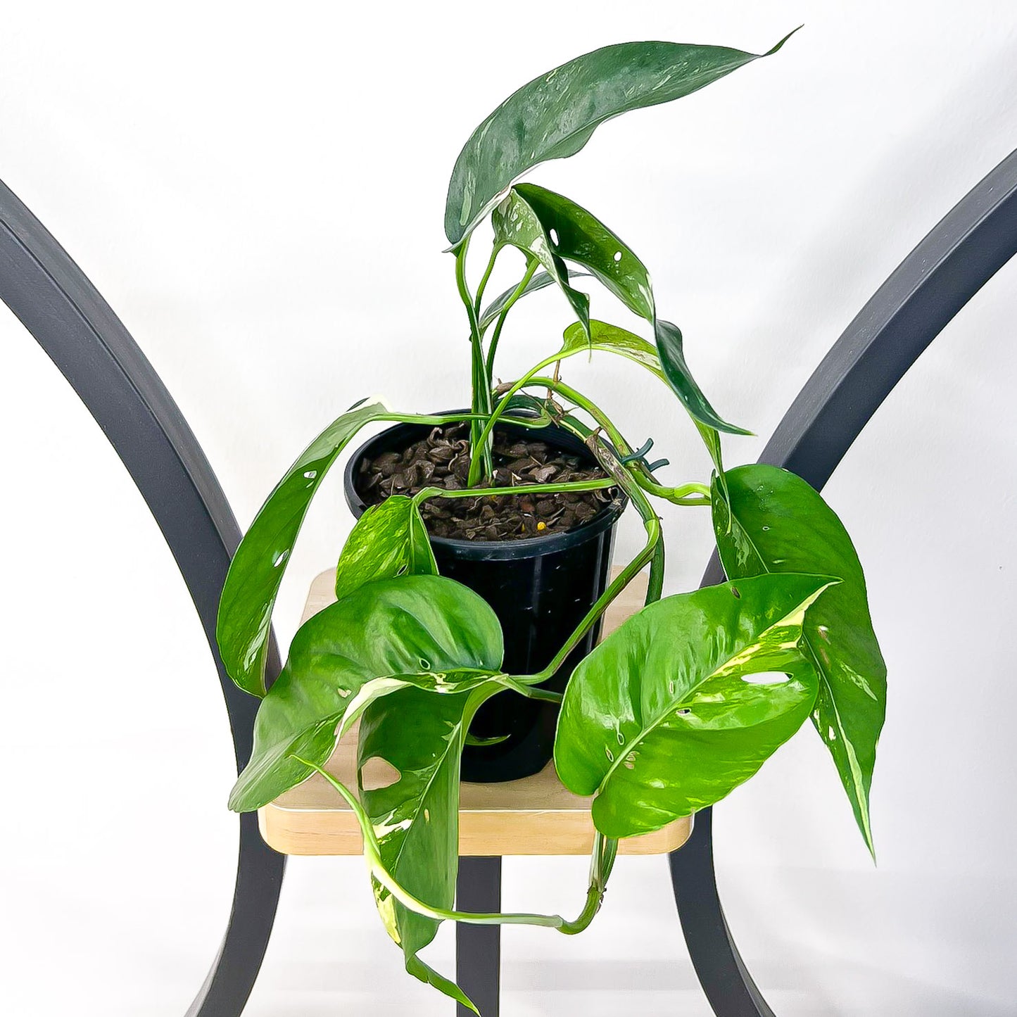 Epipremnum Pinnatum Variegated Dragon Tail Pothos