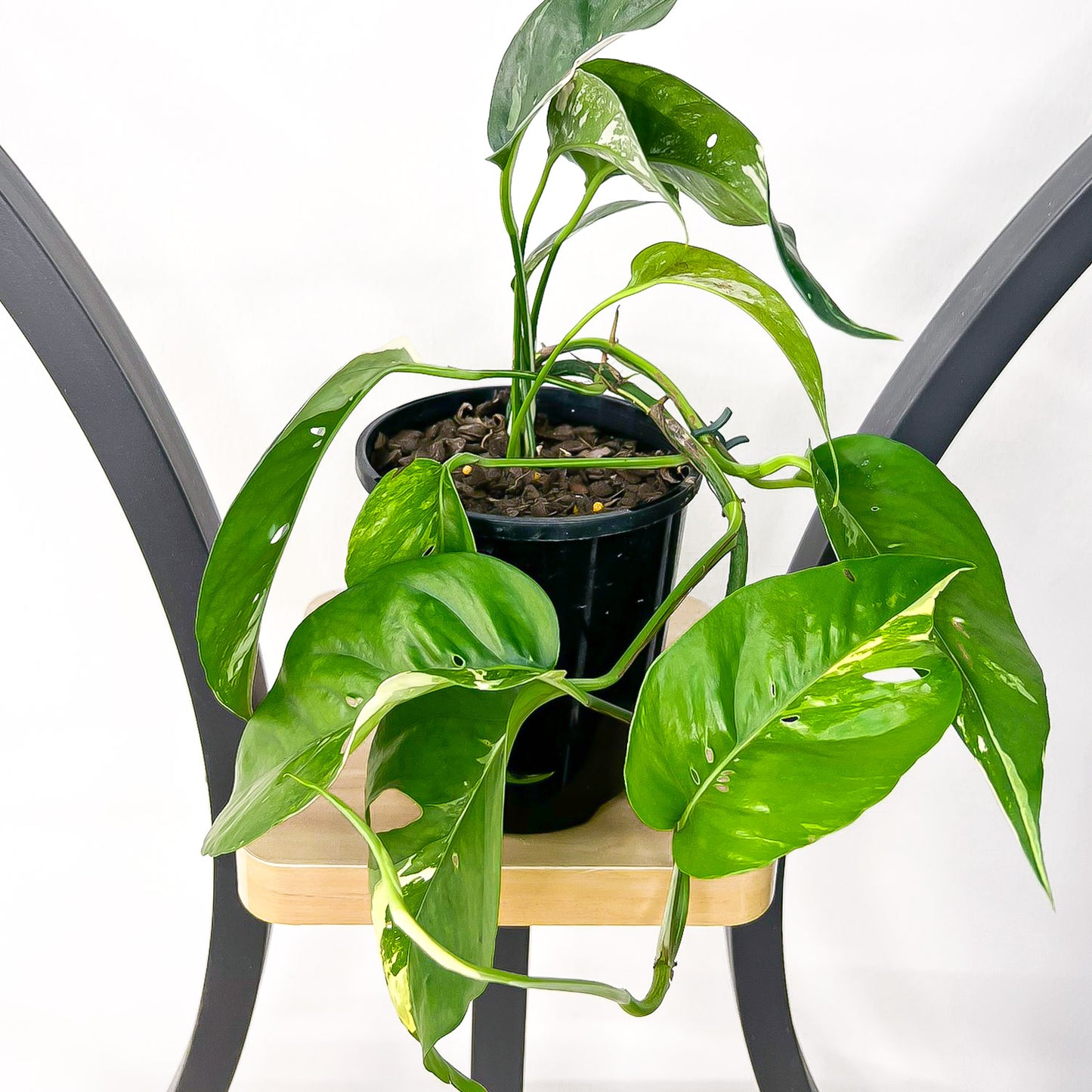 Epipremnum Pinnatum Variegated Dragon Tail Pothos