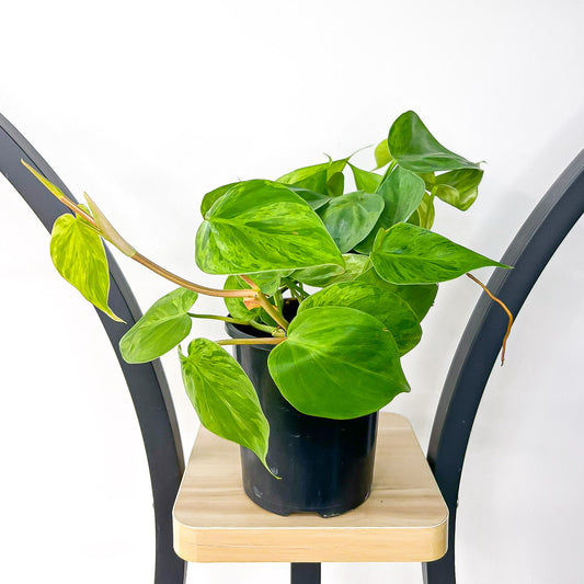 Philodendron Heart Leaf Variegated | The Plant Boys