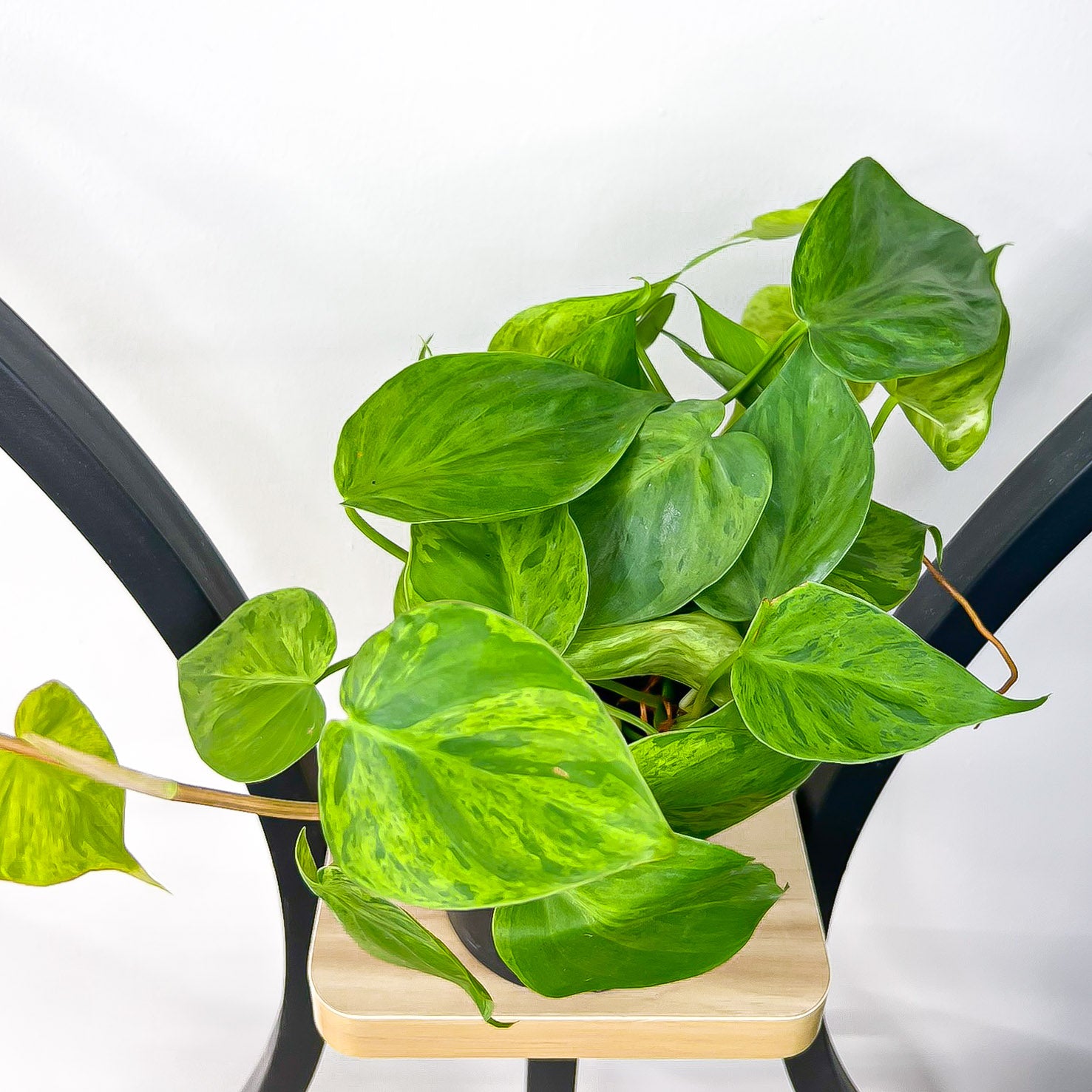 heartleaf philodendron variegated Philodendron Heart Leaf Variegated – The Plant Boys