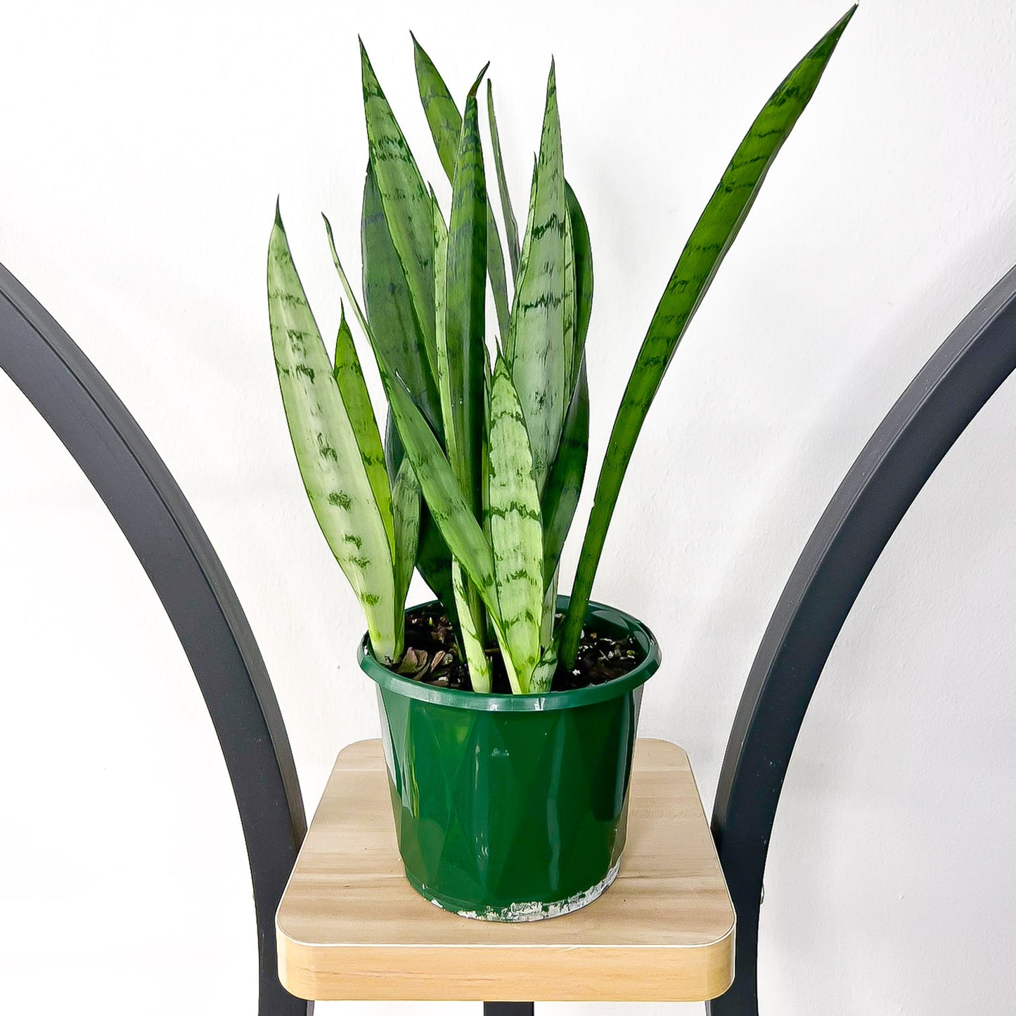 Sansevieria Silver Princess