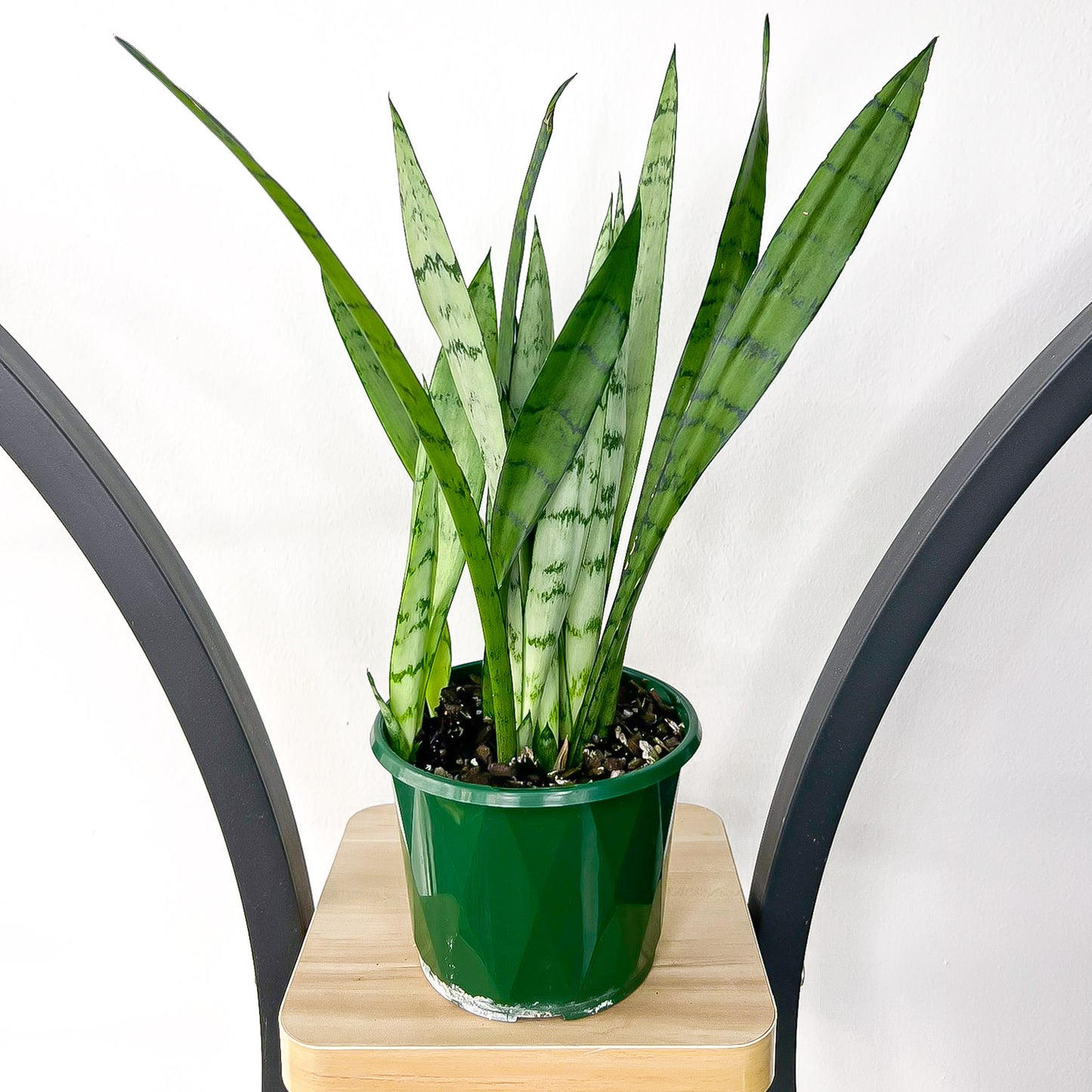 Sansevieria Silver Princess