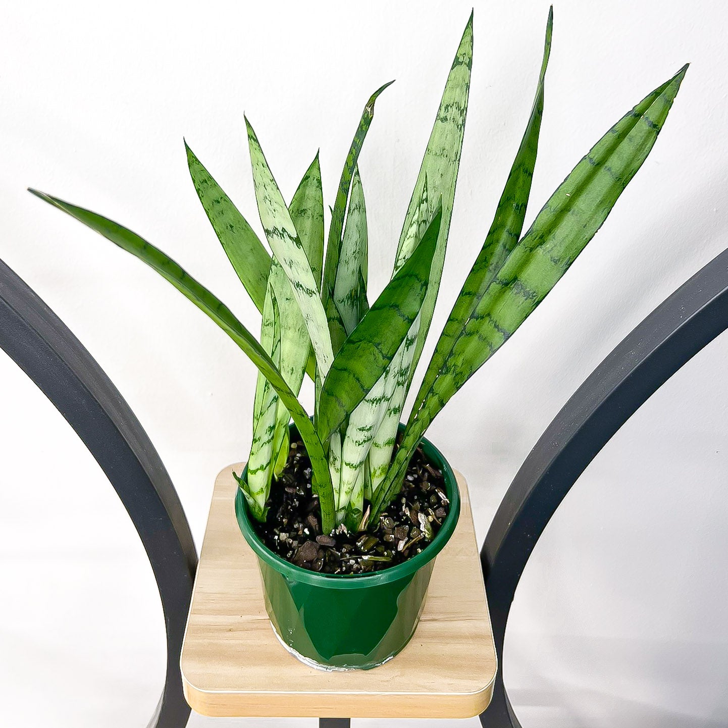 Sansevieria Silver Princess