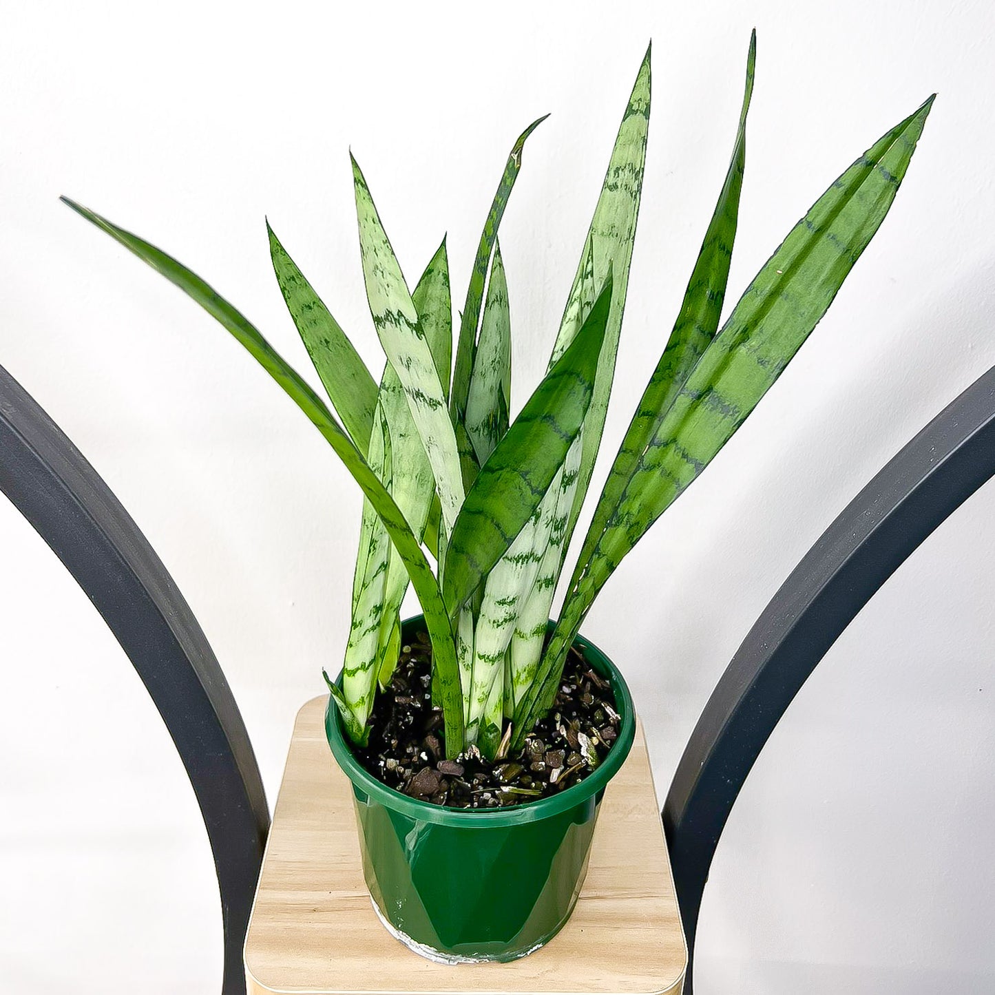 Sansevieria Silver Princess