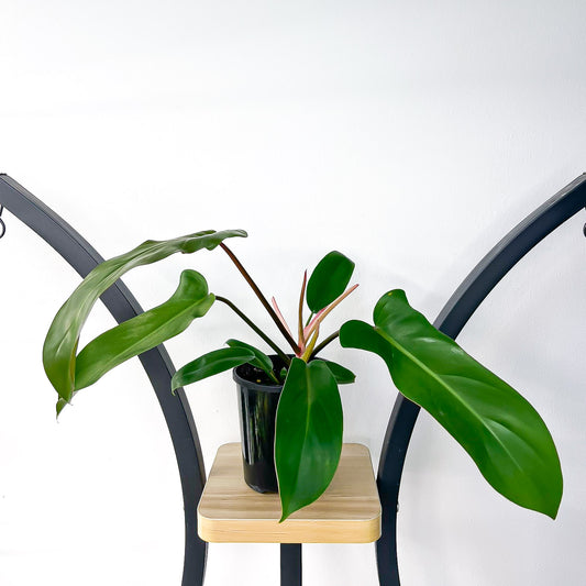 Philodendron Florida Bronze