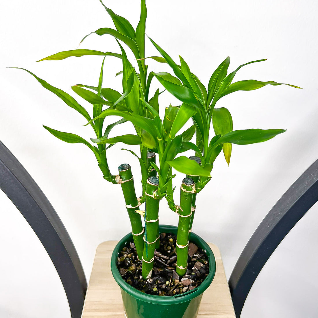 Dracaena Sanderiana Lucky Bamboo (5 Stalk) – The Plant Boys
