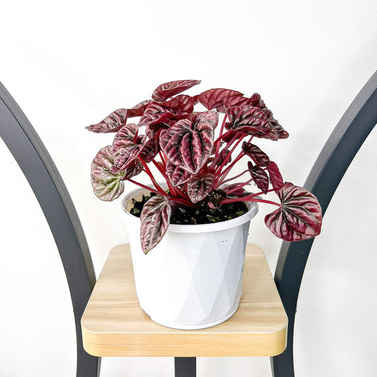 Peperomia Schumi Red | The Plant Boys