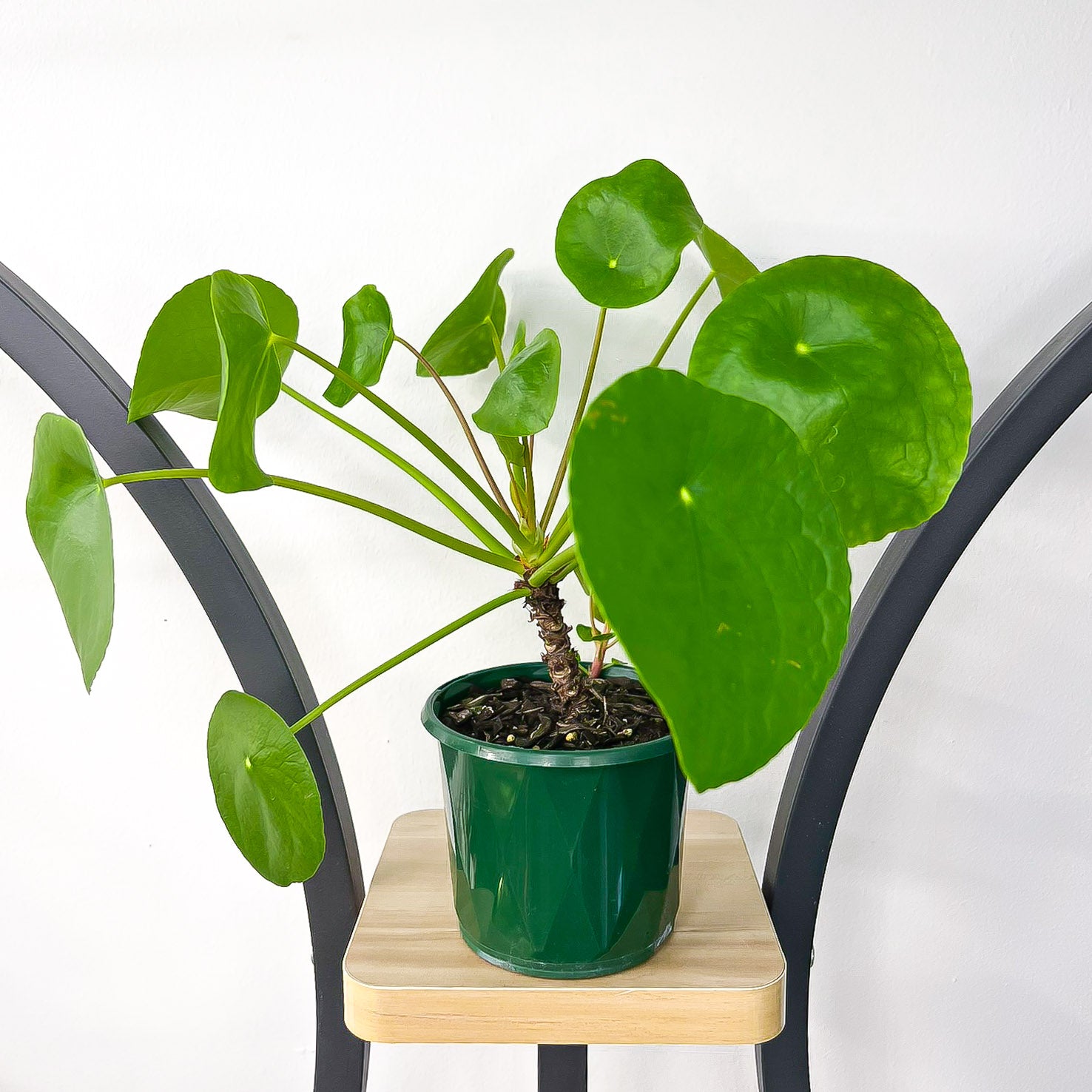 Pilea Chinese Money Plant | The Plant Boys