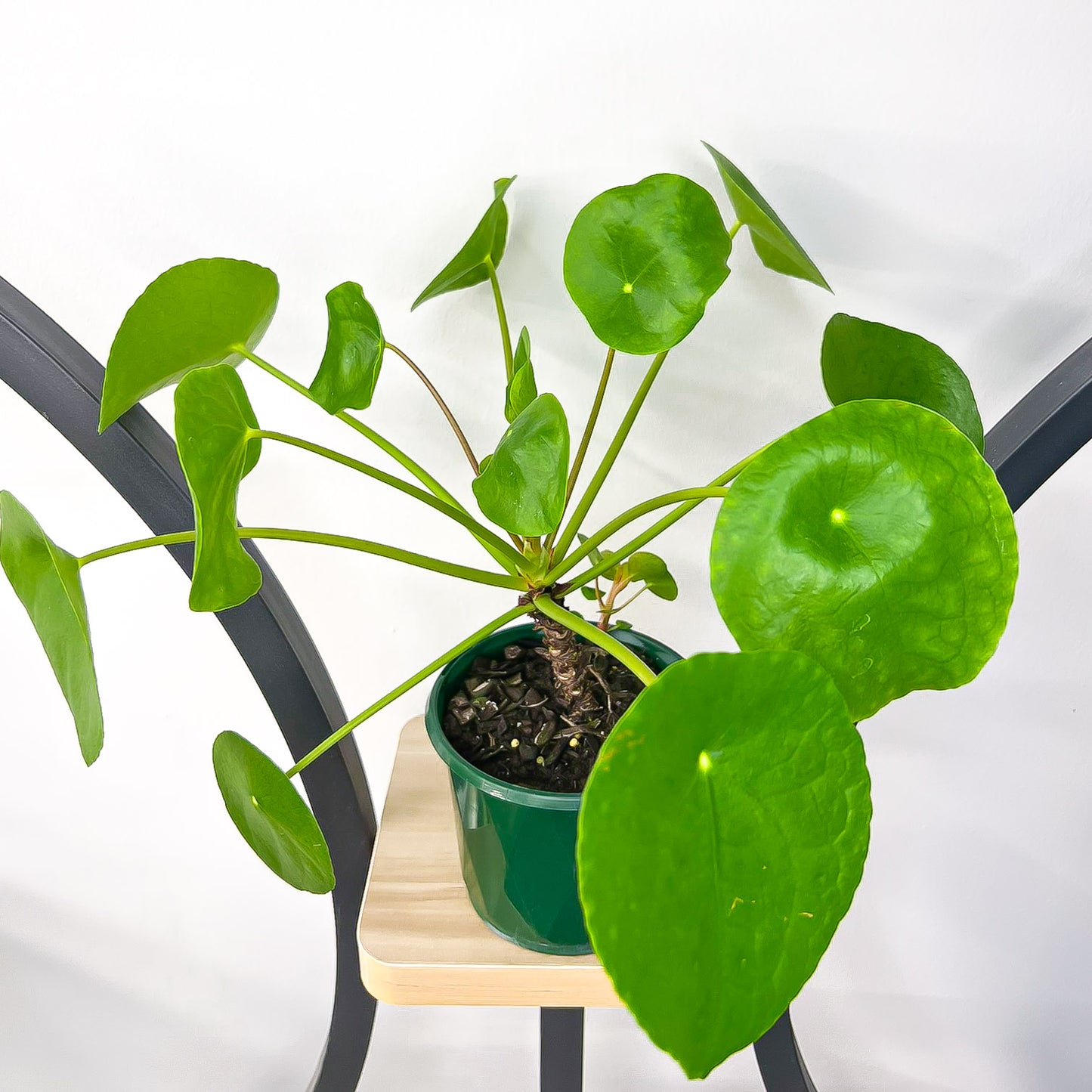 Pilea Chinese Money Plant | The Plant Boys