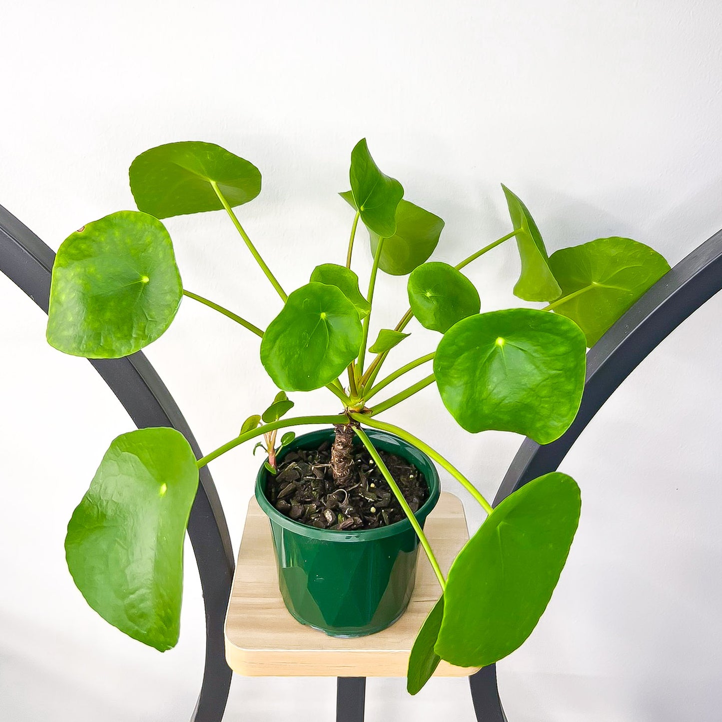 Pilea Chinese Money Plant | The Plant Boys