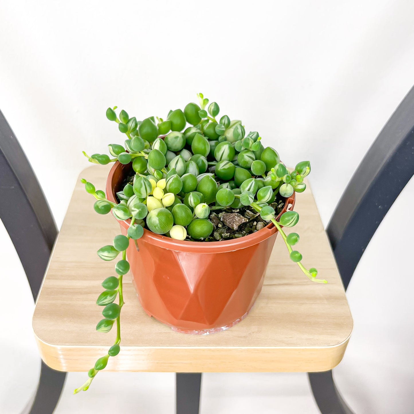 Senecio Herreianus Weeping Angel Variegated | The Plant Boys