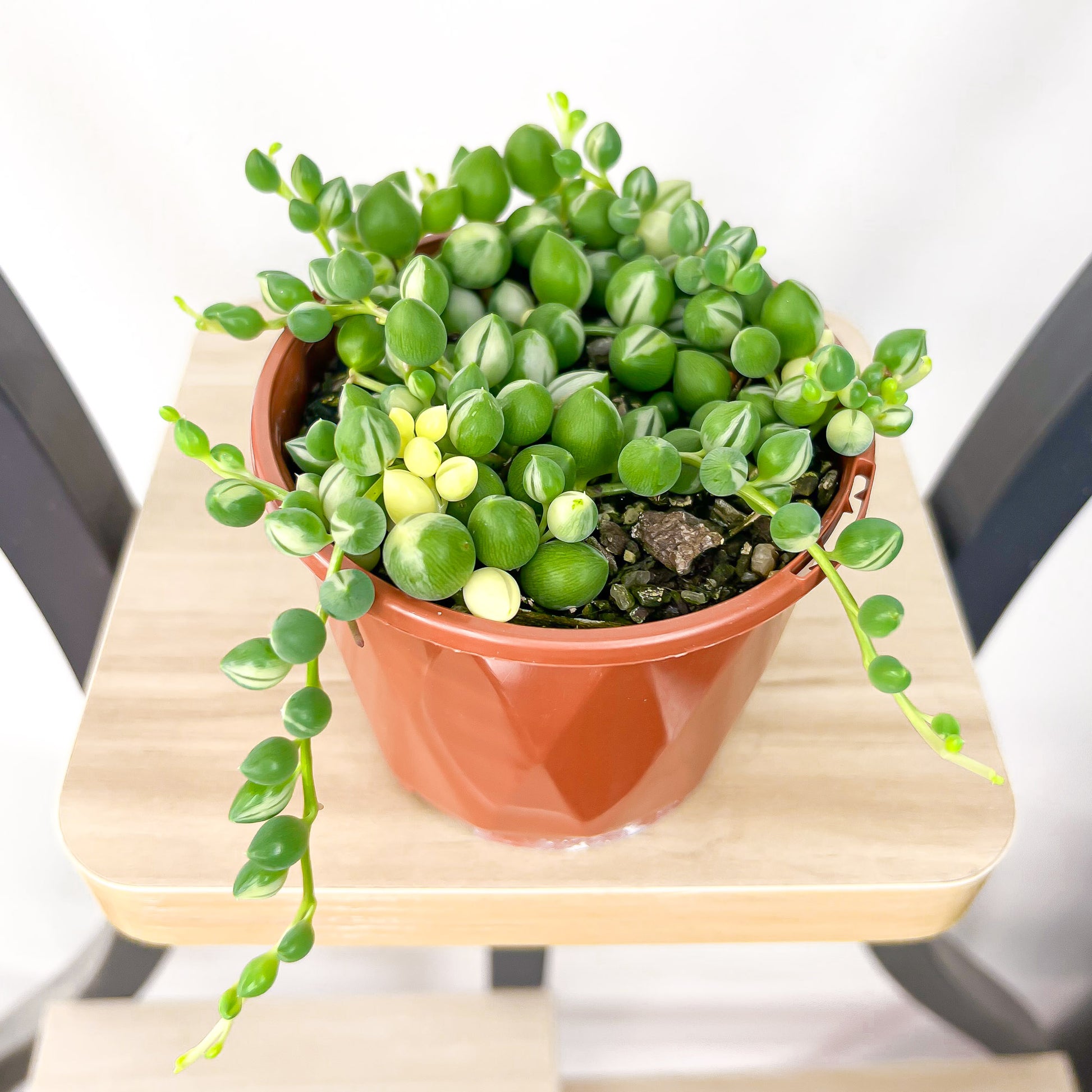 Senecio Herreianus Weeping Angel Variegated | The Plant Boys