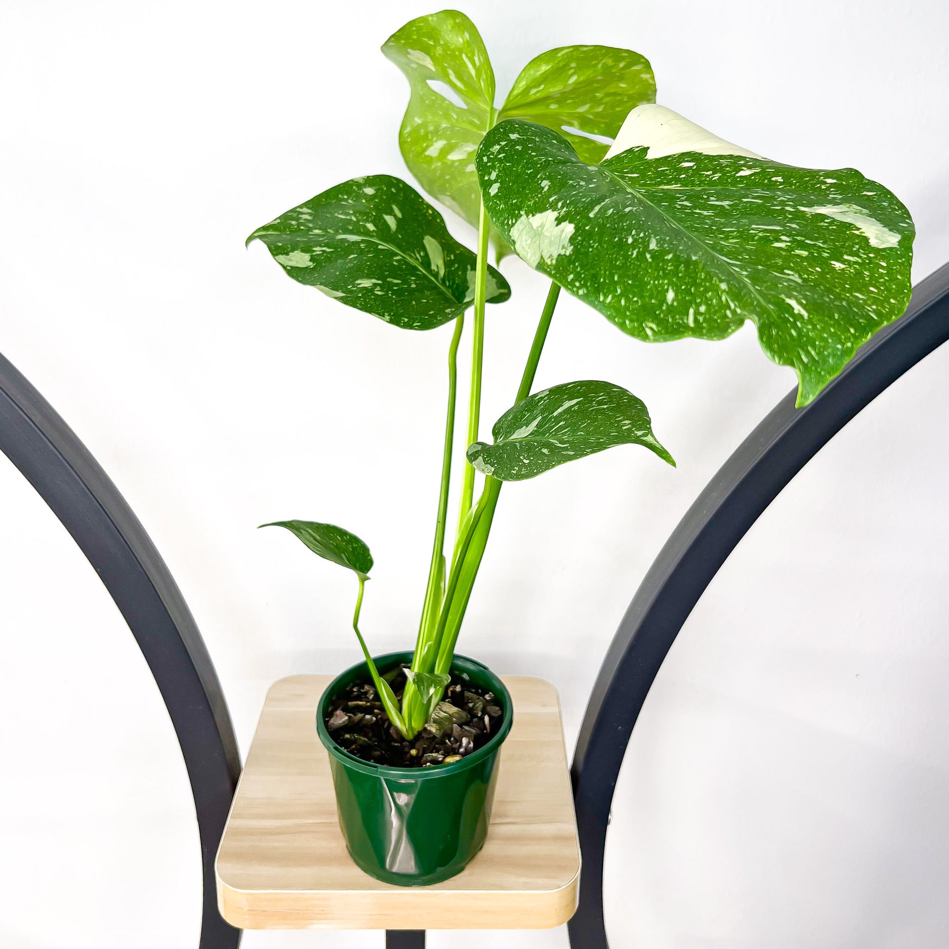 thai constellation monstera temperature Monstera Thai Constellation – The Plant Boys