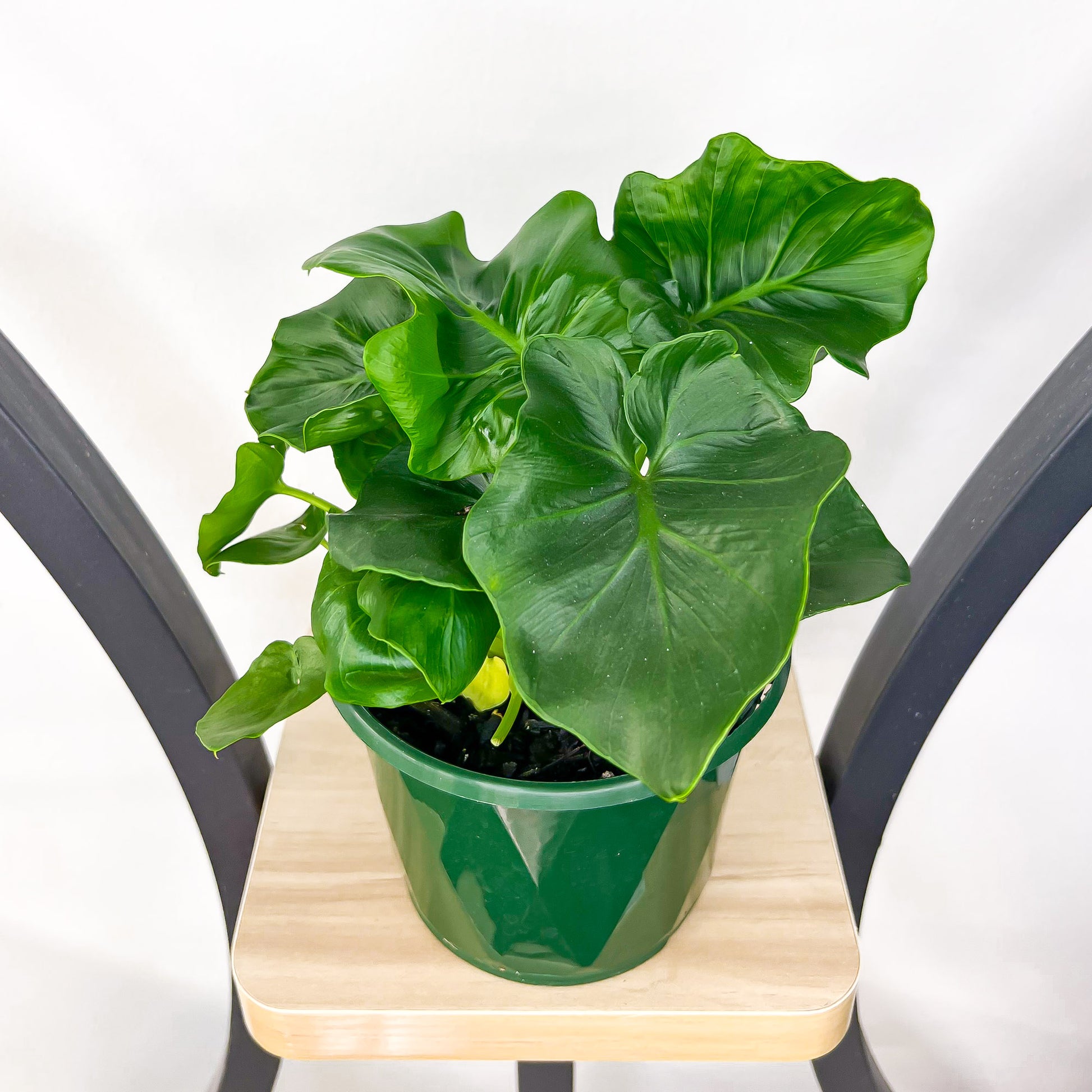 Philodendron Super Atom | The Plant Boys