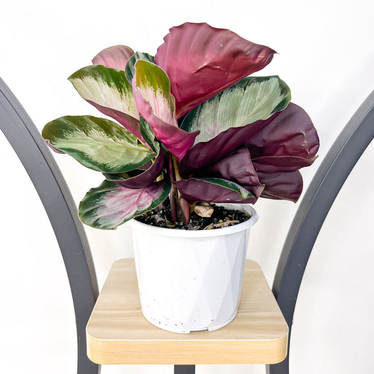 Calathea White Cloud | The Plant Boys