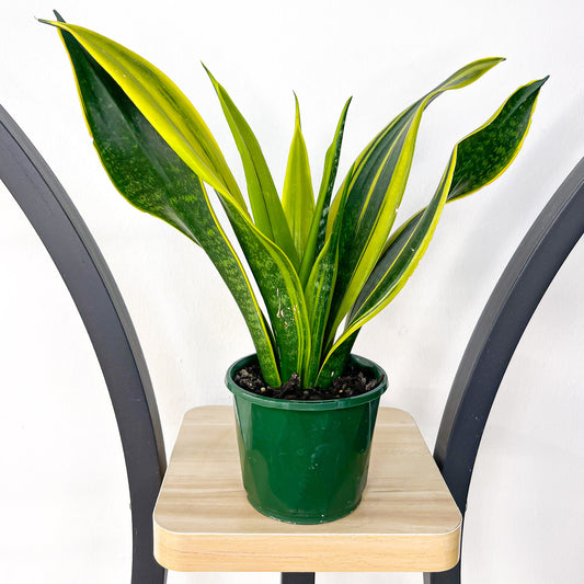 Sansevieria Golden Flame | The Plant Boys