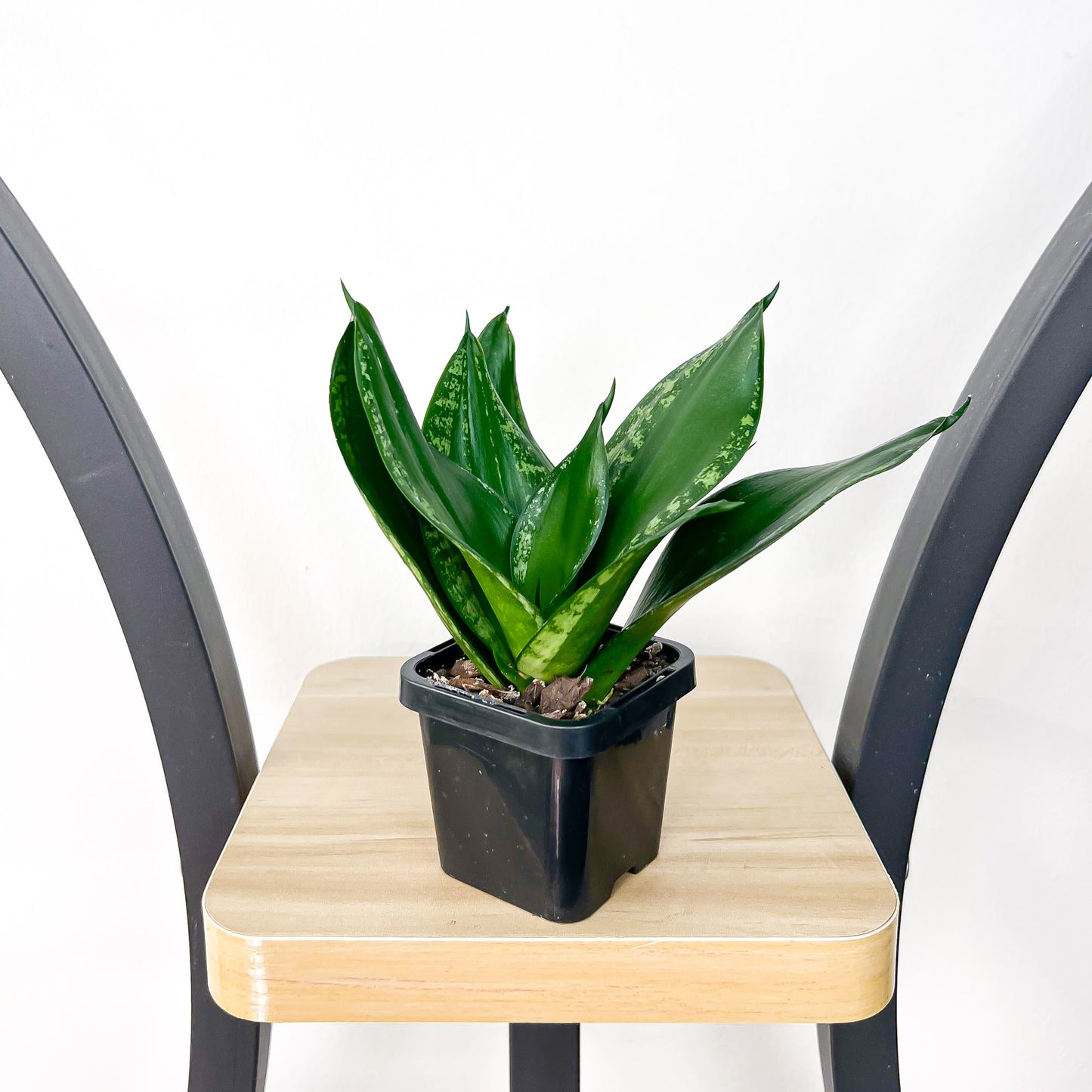 Sansevieria Whitney Hahnii | The Plant Boys