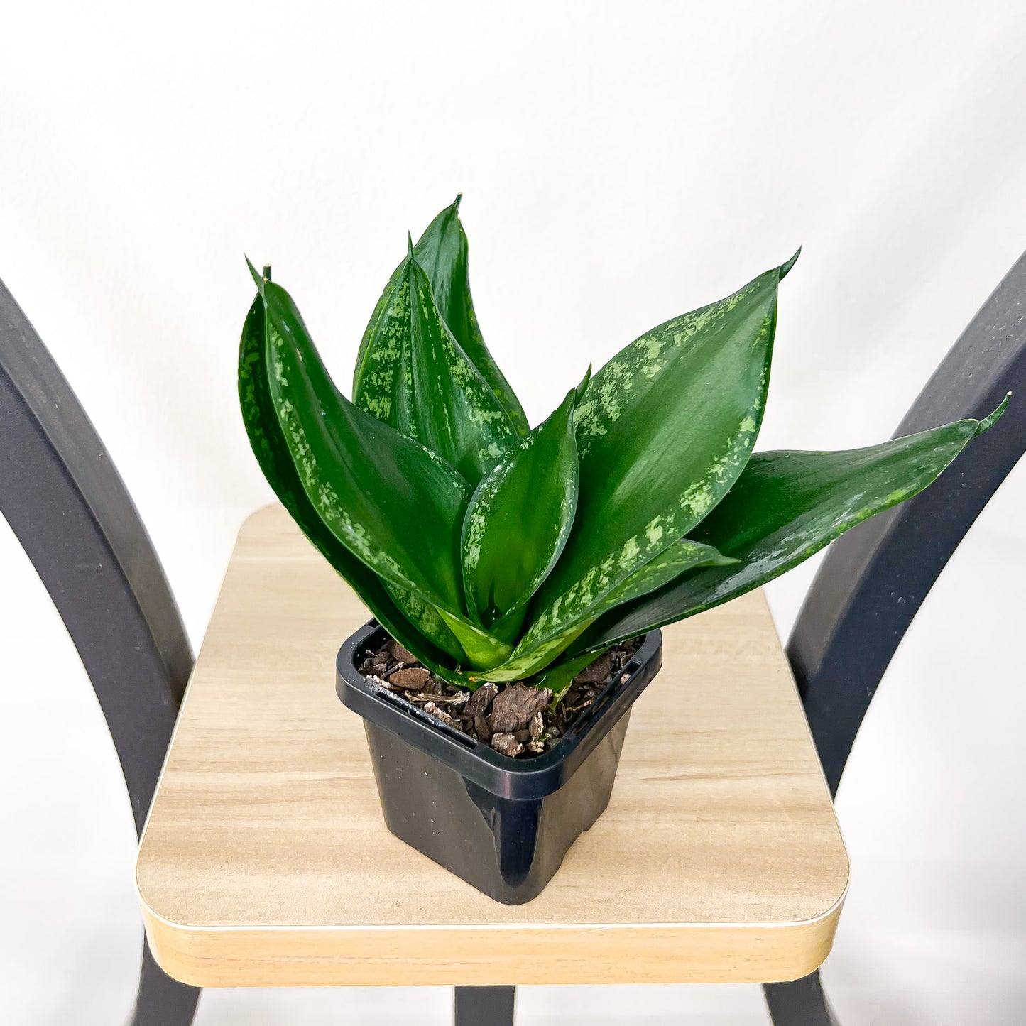 Sansevieria Whitney Hahnii | The Plant Boys