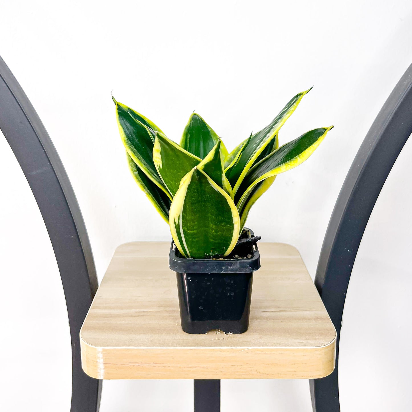 Sansevieria Lotus Hahnii | The Plant Boys