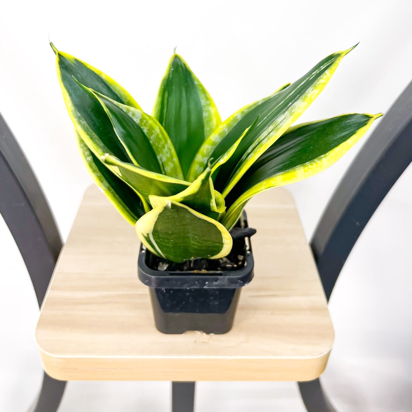 Sansevieria Lotus Hahnii | The Plant Boys