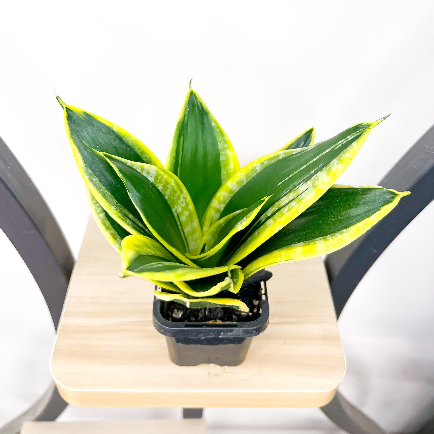 Sansevieria Lotus Hahnii | The Plant Boys