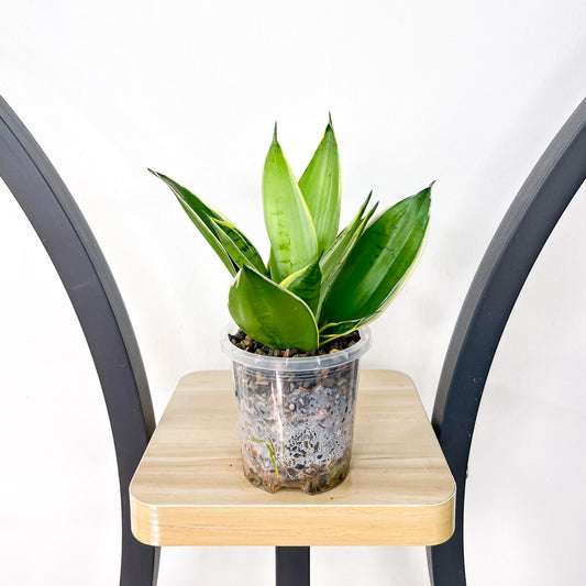 Sansevieria Silver Marginata Hahnii | The Plant Boys