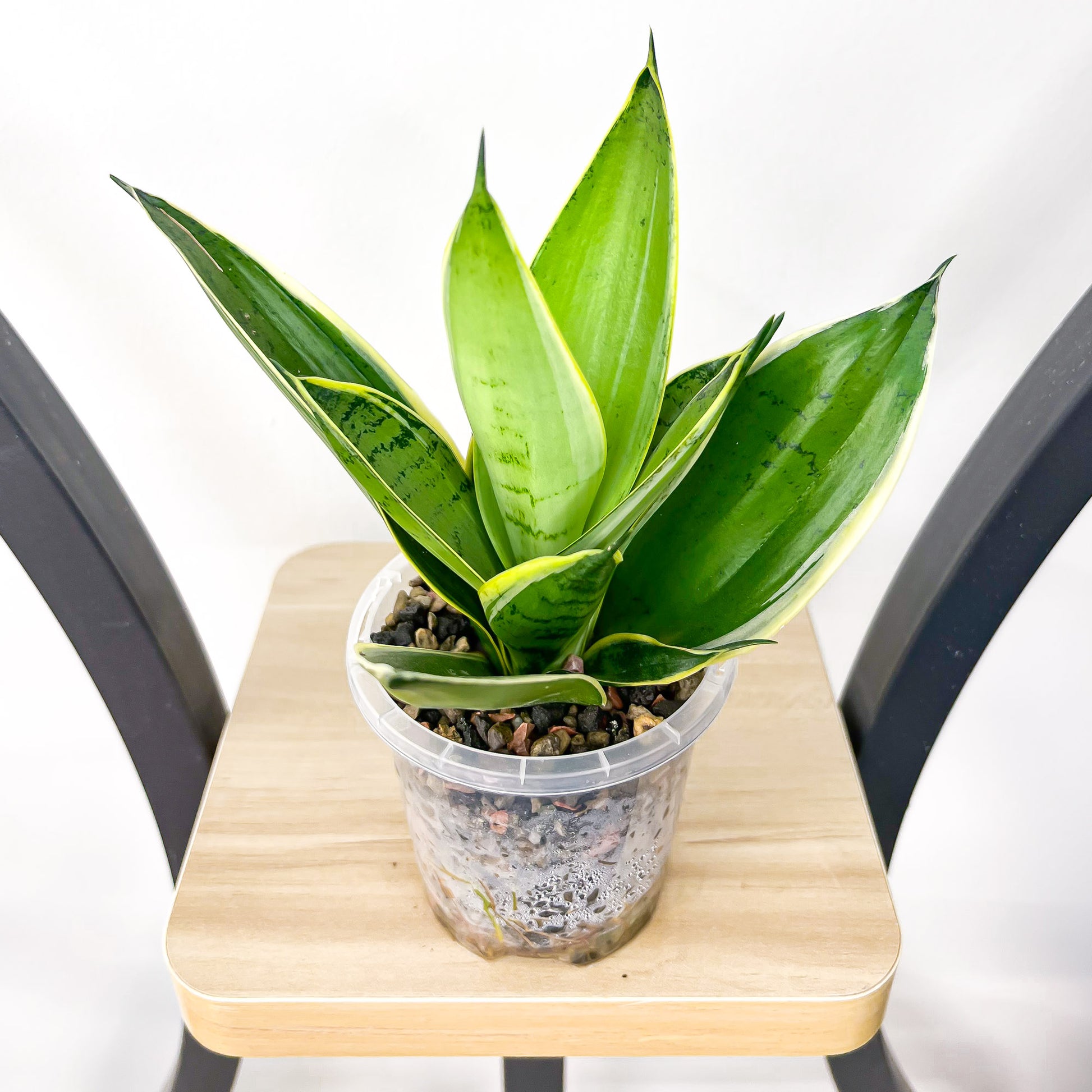 sansevieria hahnii silver marginata Sansevieria Silver Marginata Hahnii – The Plant Boys