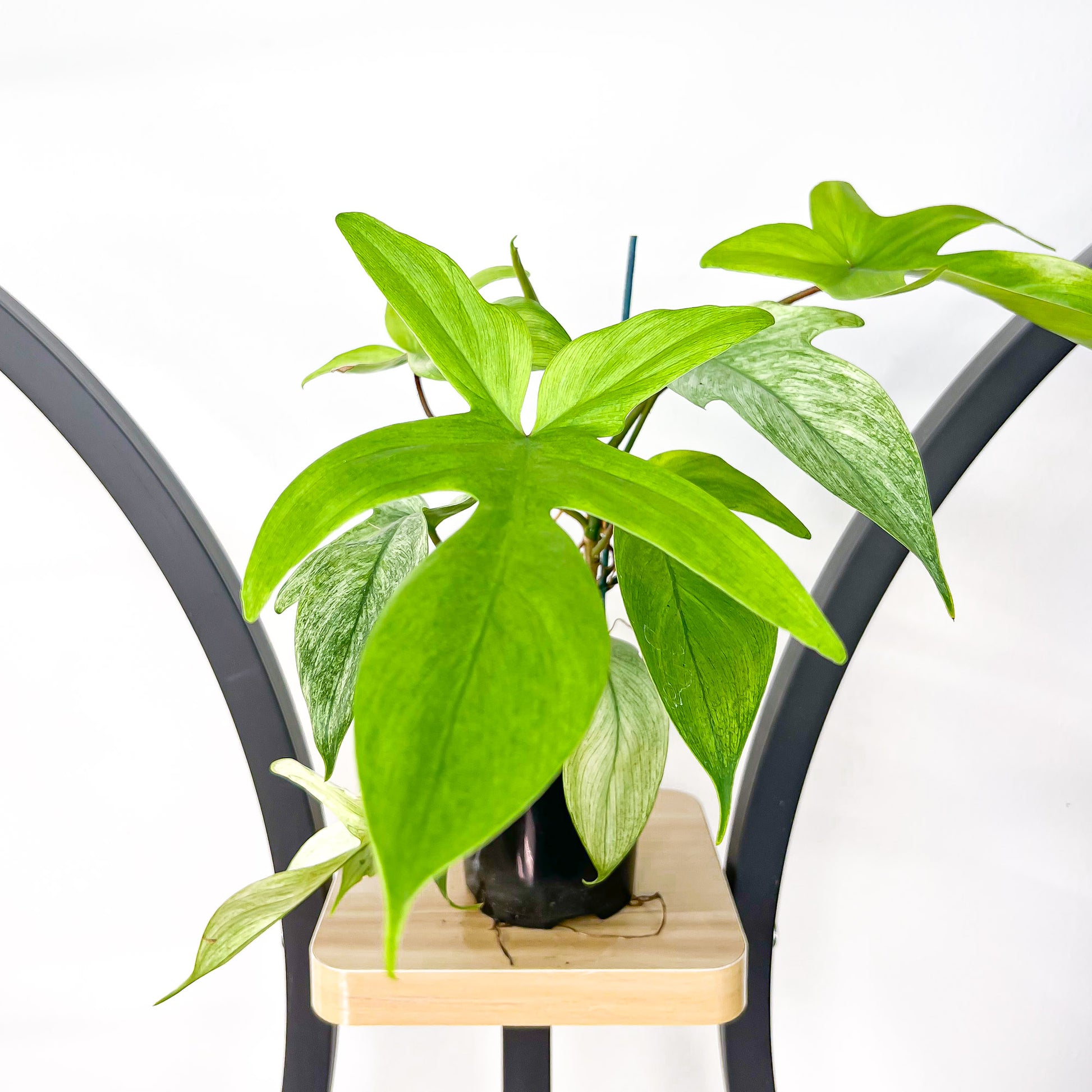 mint philodendron florida ghost Philodendron Florida Ghost – The Plant Boys