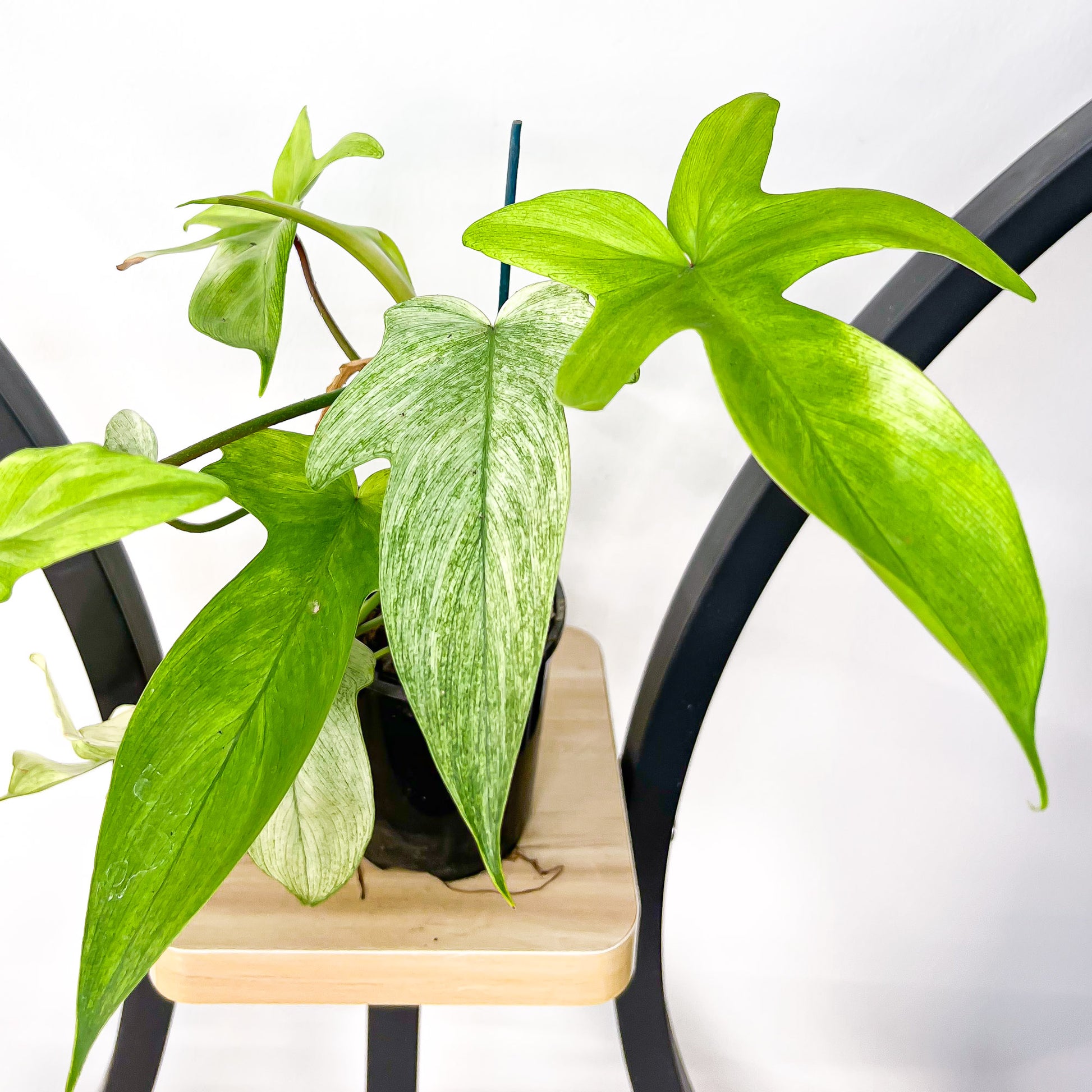 philodendron florida ghost vs mint Philodendron Florida Ghost – The Plant Boys