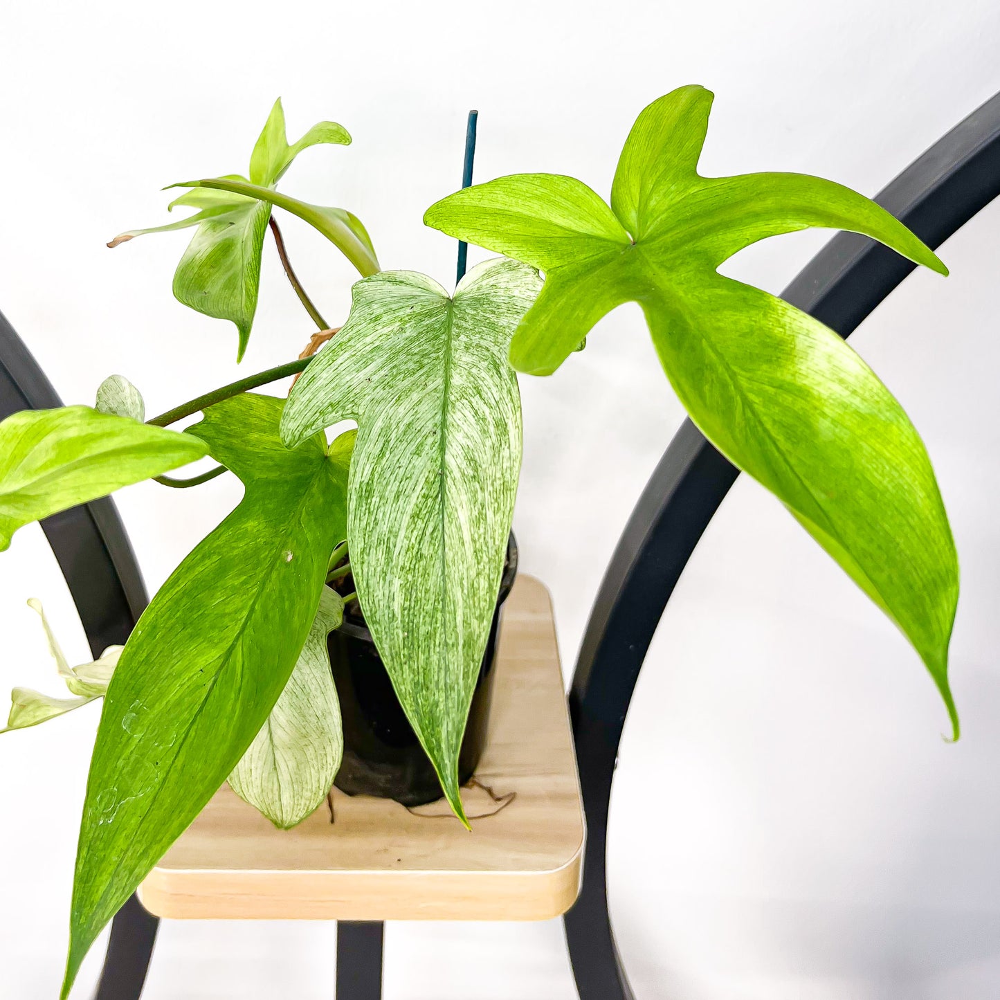 Philodendron Florida Ghost | The Plant Boys