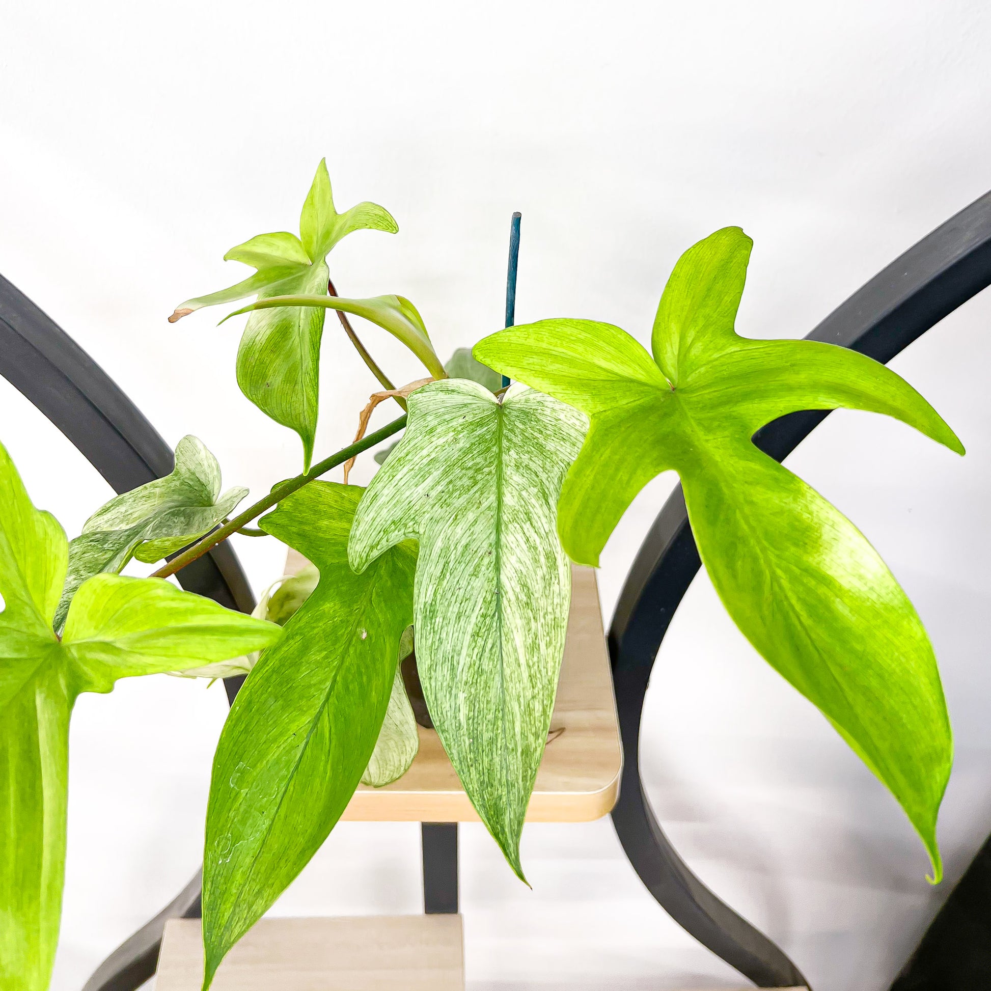 Philodendron Florida Ghost | The Plant Boys