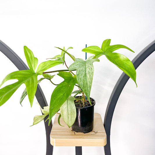 Philodendron Florida Ghost | The Plant Boys