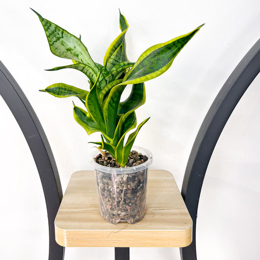 Sansevieria Twisted Sister | The Plant Boys