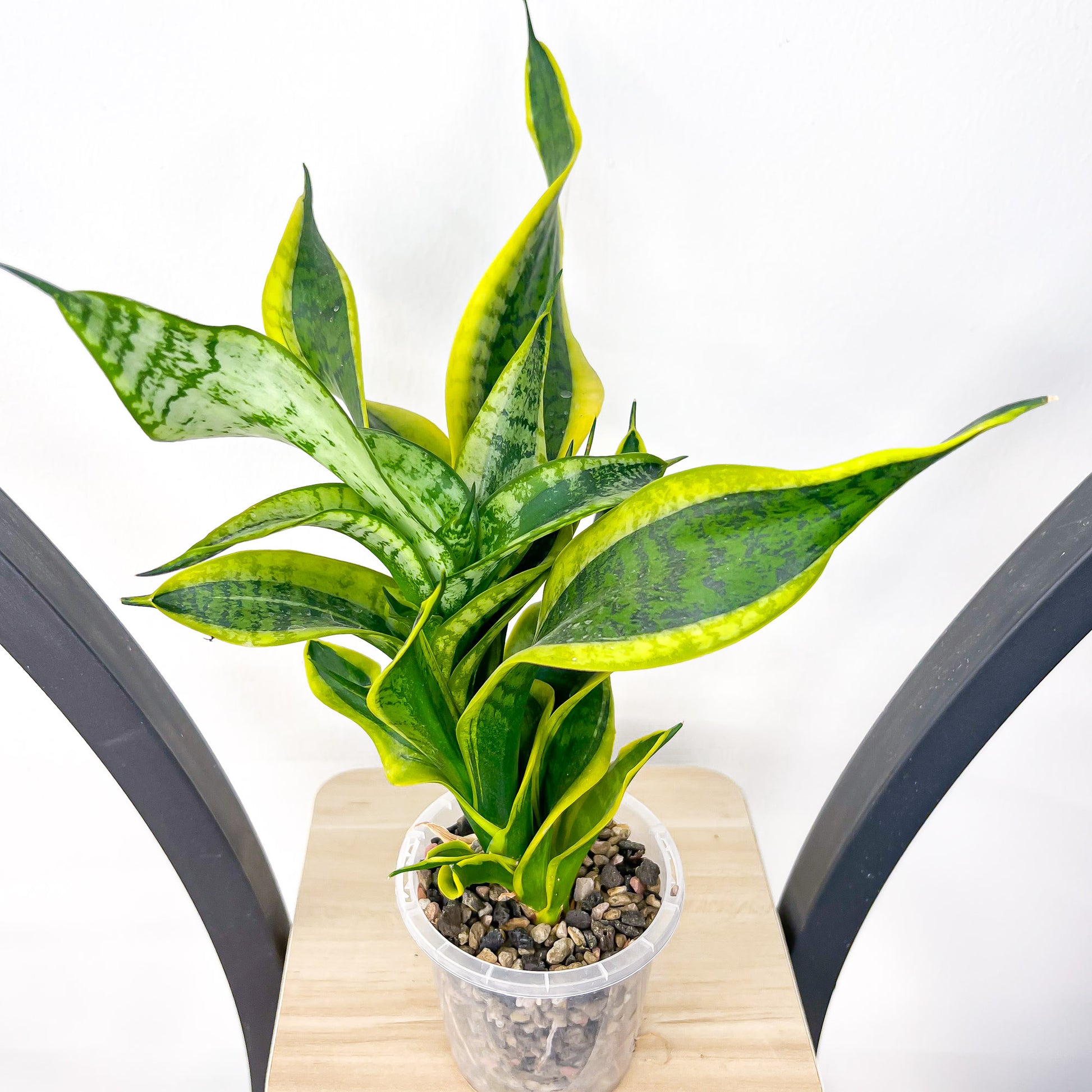 twisting snake plant Sansevieria Twisted Sister – The Plant Boys