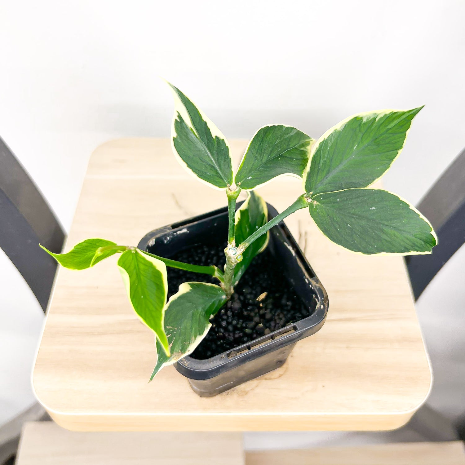 Hoya Polyneura Albomarginata – The Plant Boys