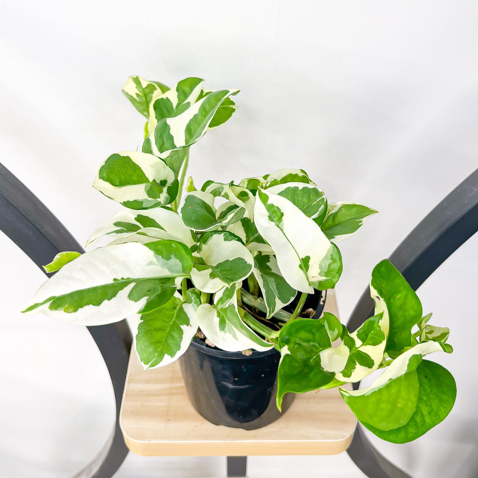 pothos snow queen plant Pothos Snow Queen – The Plant Boys