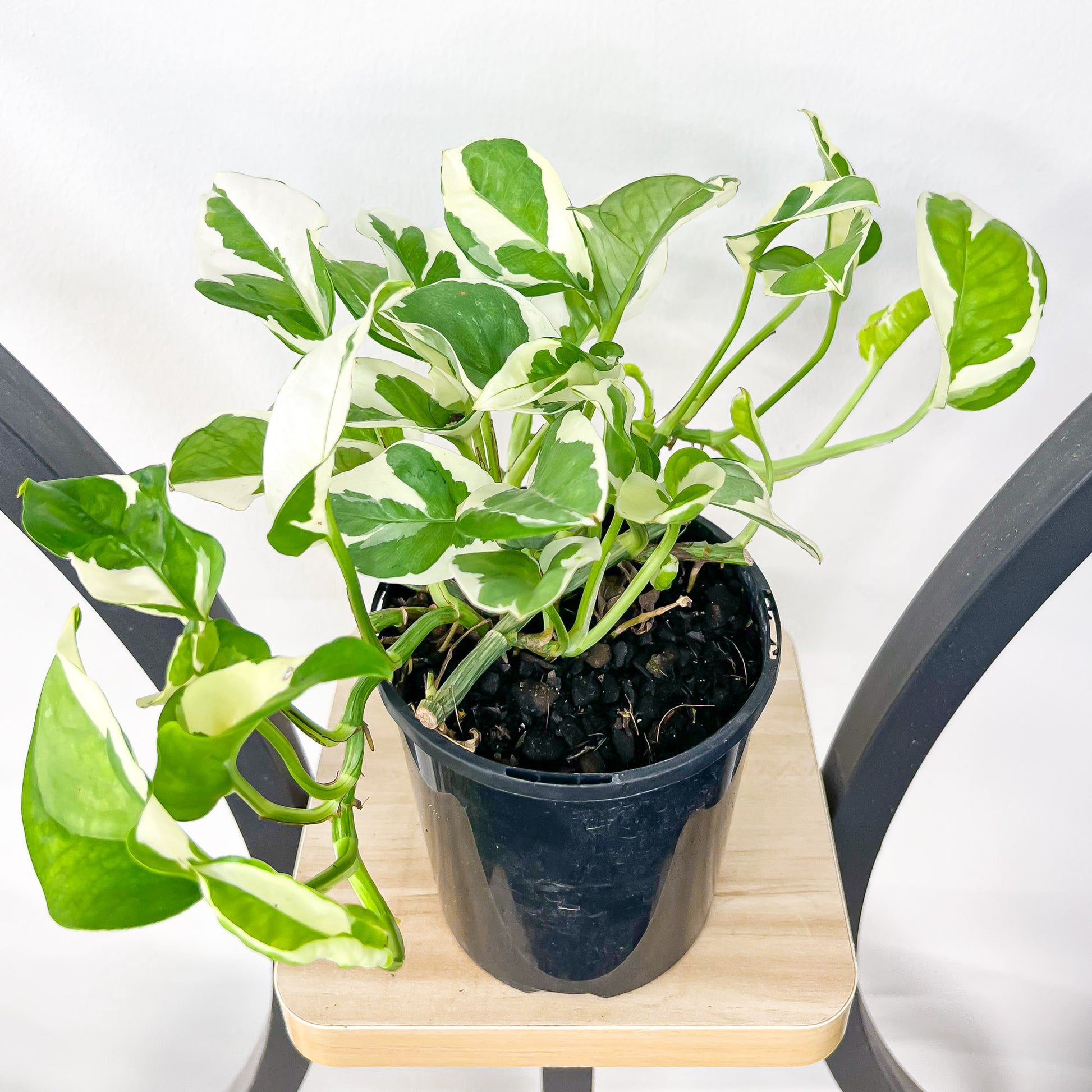 snow queen indoor plant Pothos Snow Queen – The Plant Boys