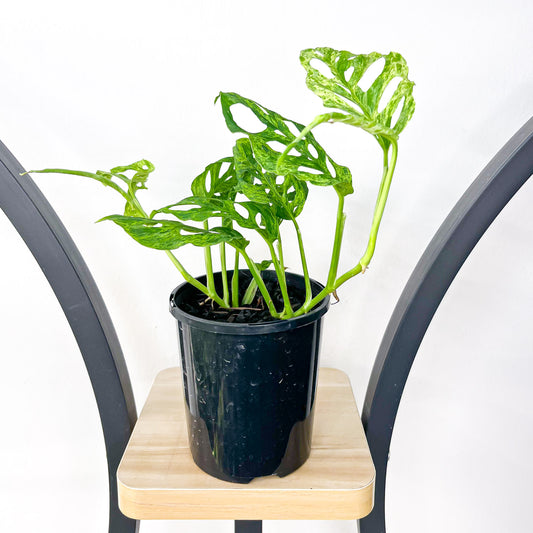 Monstera Adansonii Mint Variegated | The Plant Boys