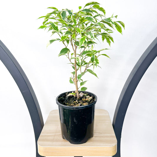 Ficus Benjamina Baby Bonsai | The Plant Boys