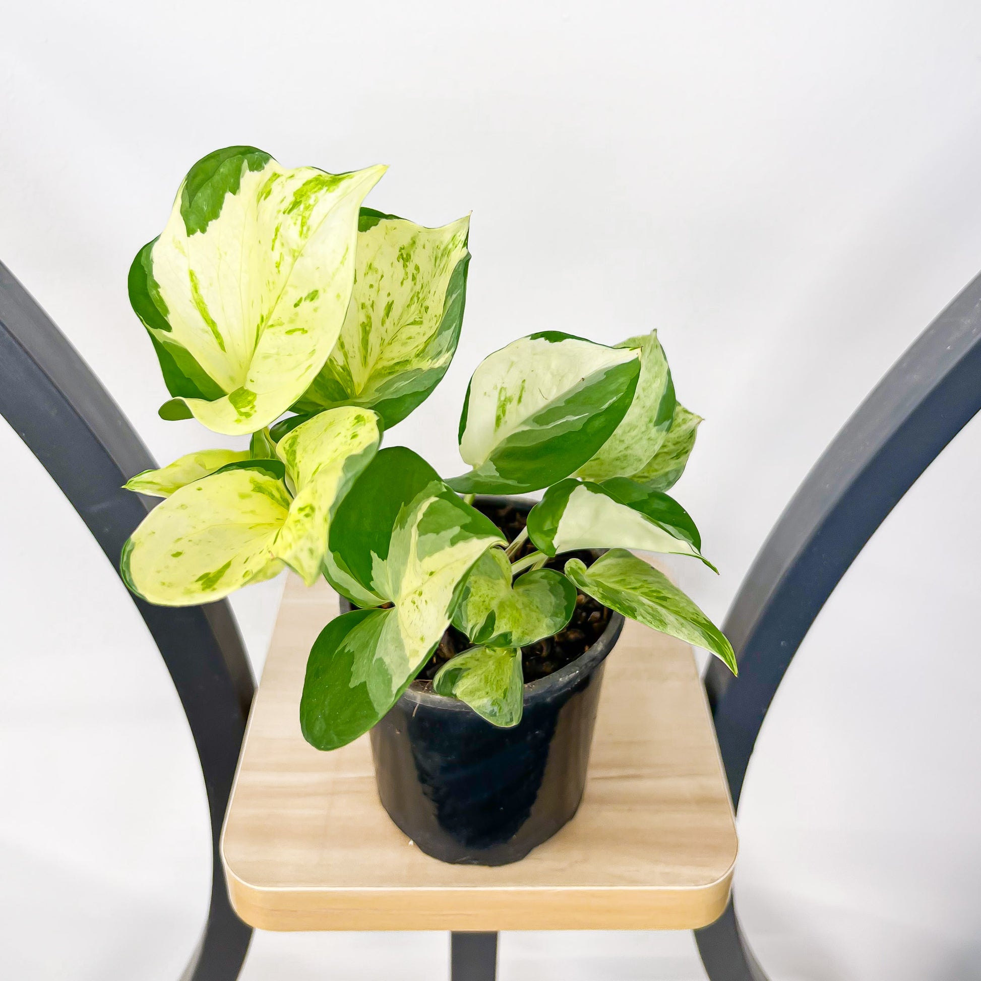 pothos manjula for sale Pothos Manjula – The Plant Boys