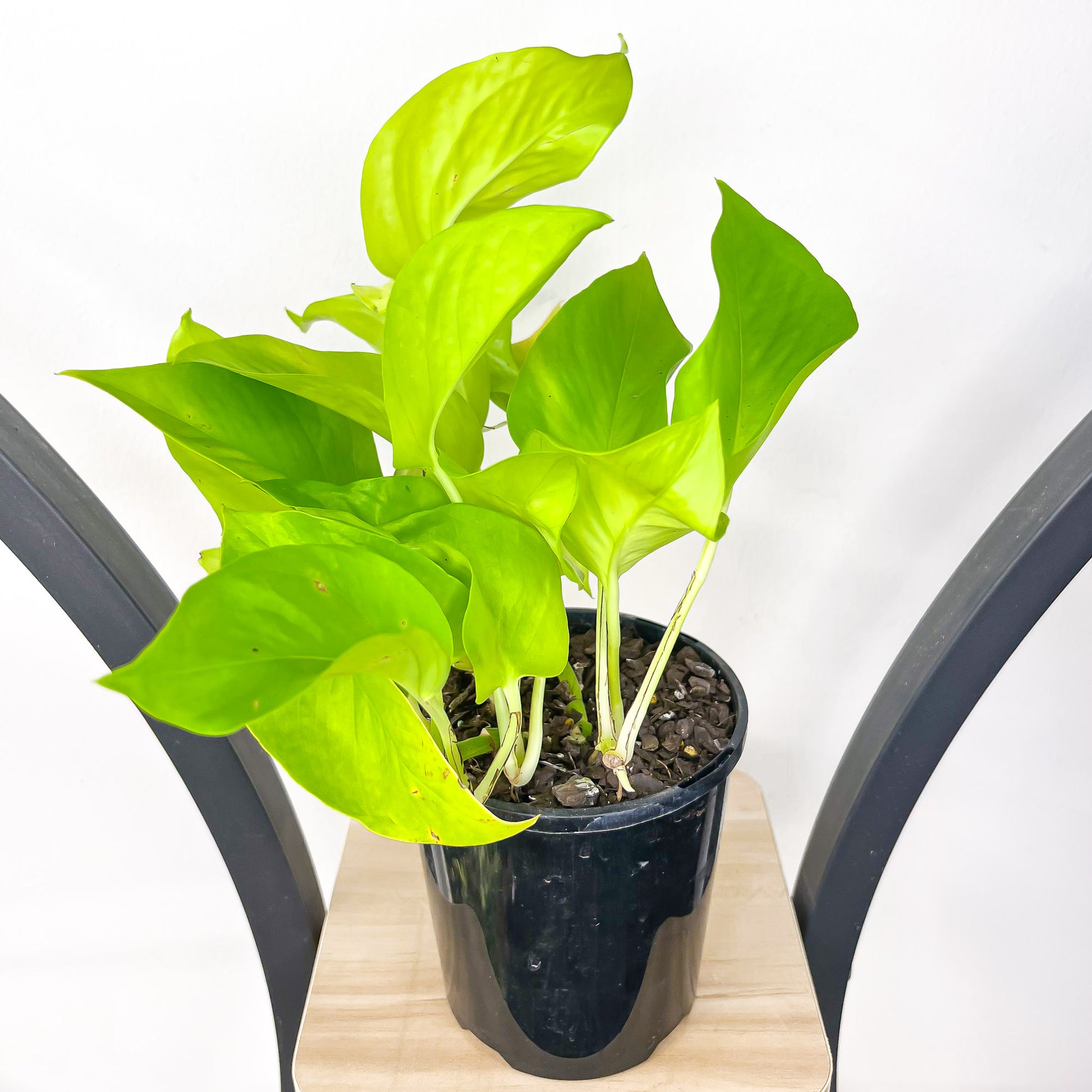 goldilocks plant indoor care Pothos Goldilocks – The Plant Boys