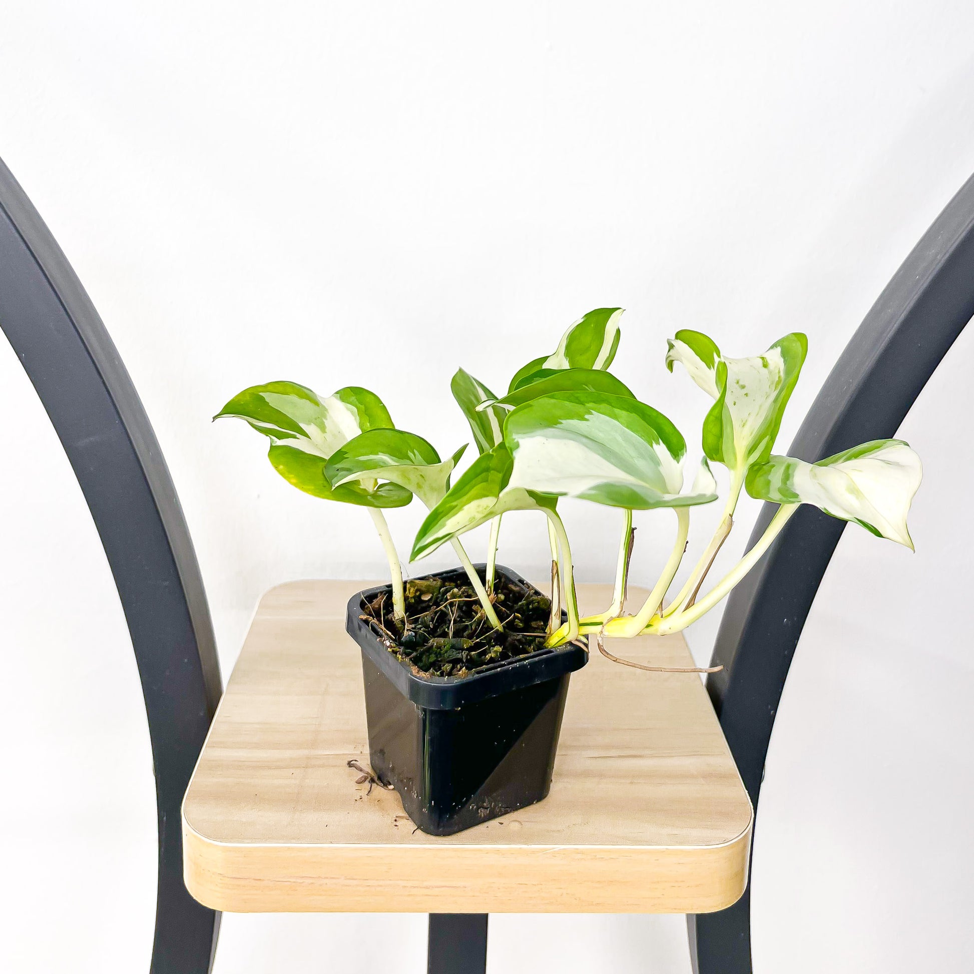 manjula pothos australia Pothos Manjula – The Plant Boys