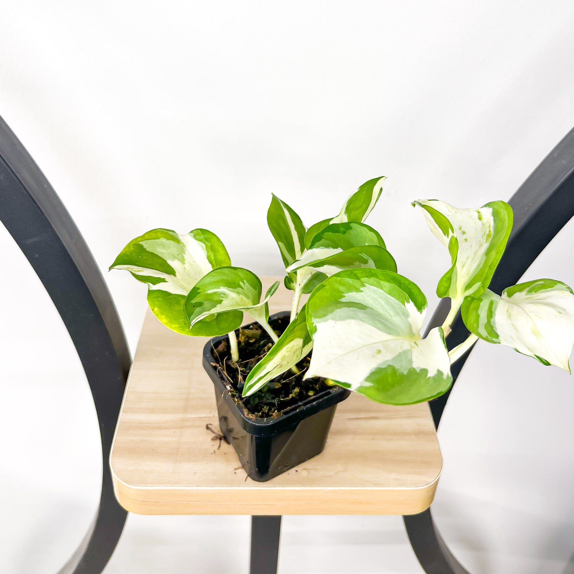 manjula pothos australia Pothos Manjula – The Plant Boys