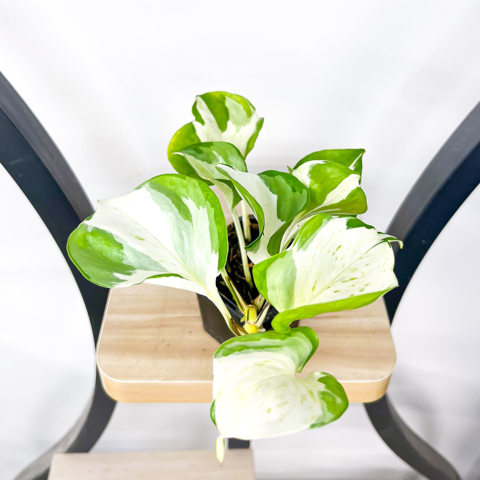 manjula pothos vs snow queen Pothos Manjula – The Plant Boys