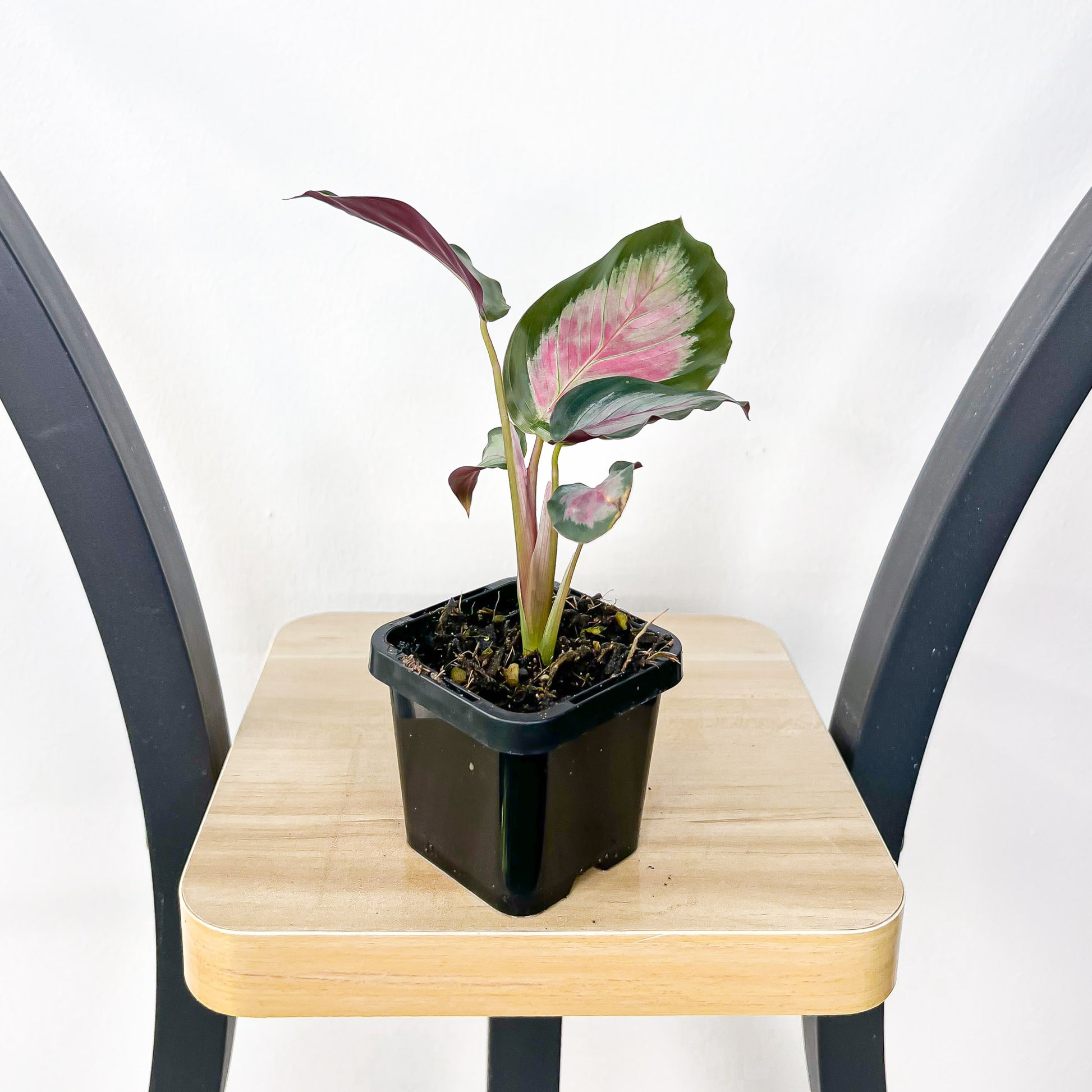 Calathea White Cloud | The Plant Boys