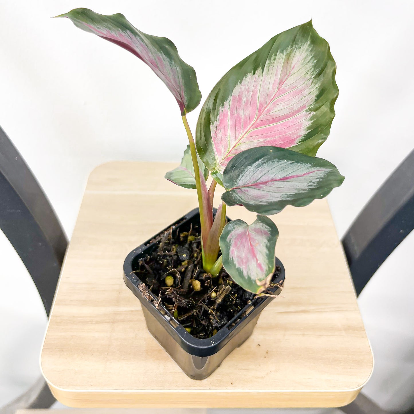 Calathea White Cloud | The Plant Boys