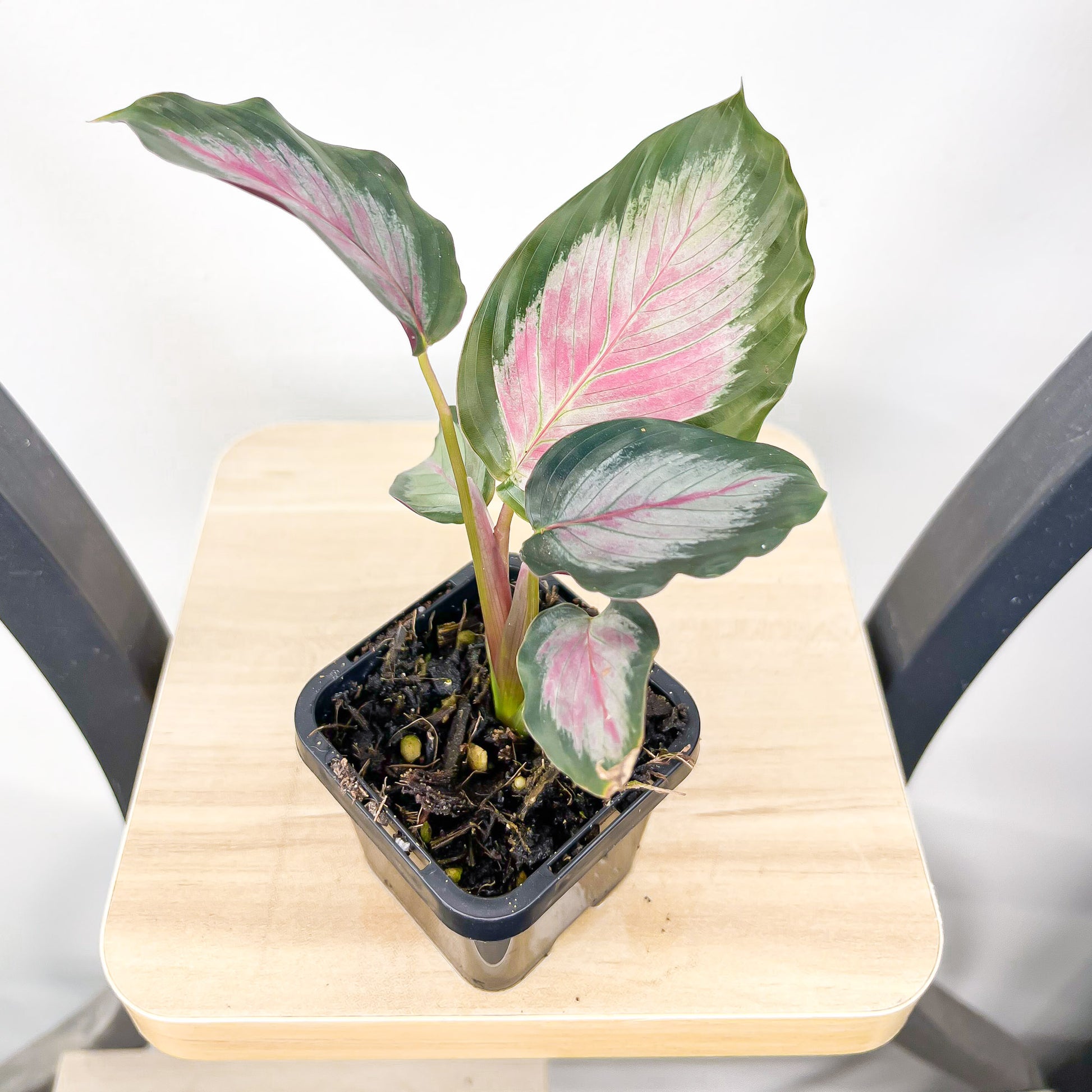 Calathea White Cloud | The Plant Boys